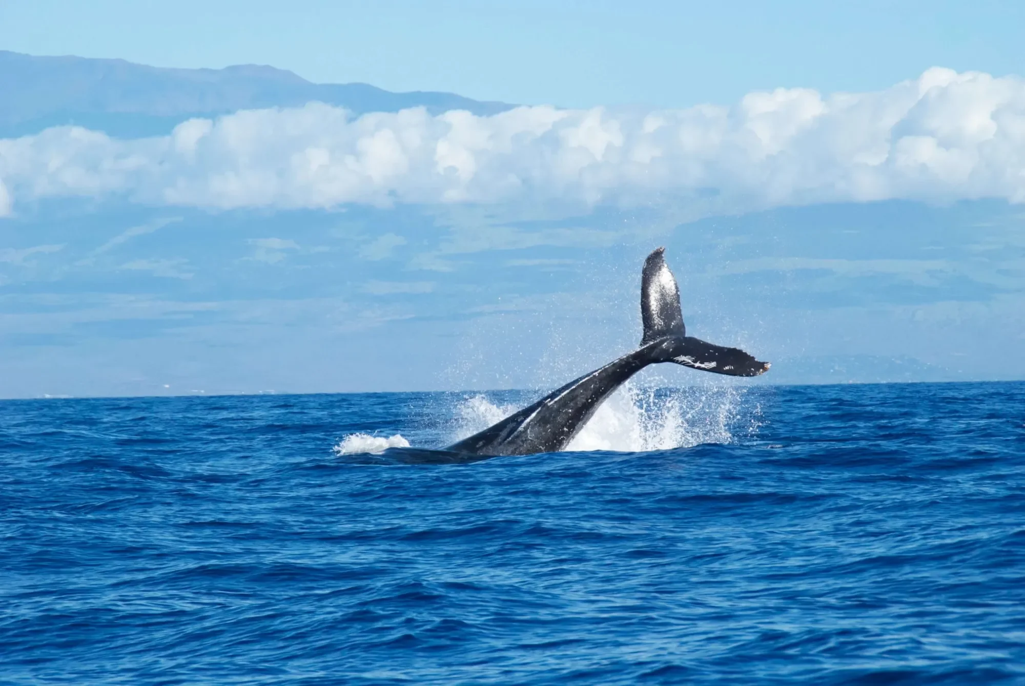 A humpback whale breaching the ocean surface with its tail in the air, and distant mountains and clouds in the background.