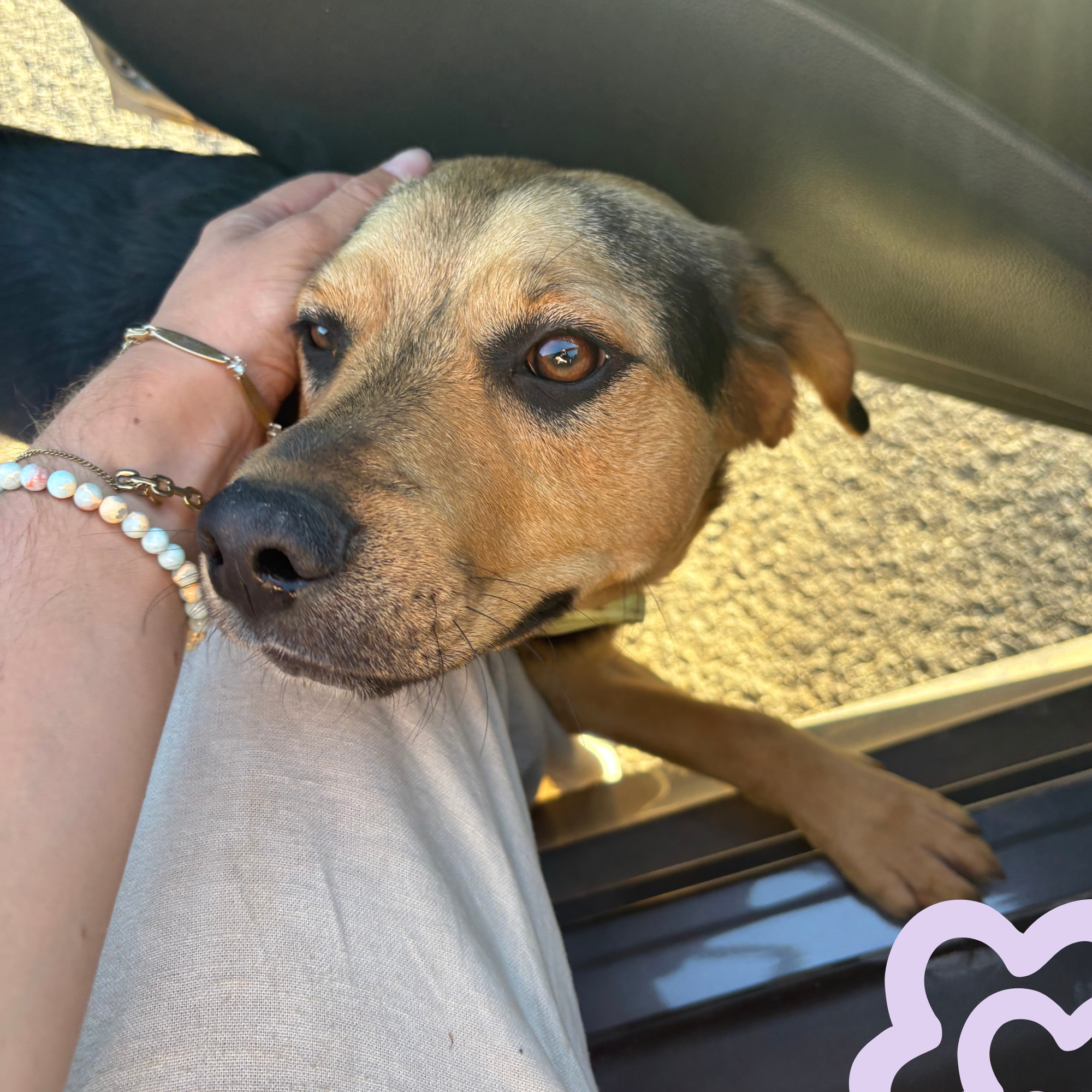 Close-up van een bruine en zwarte hond die in een voertuig zit, terwijl iemand zijn hoofd aait.