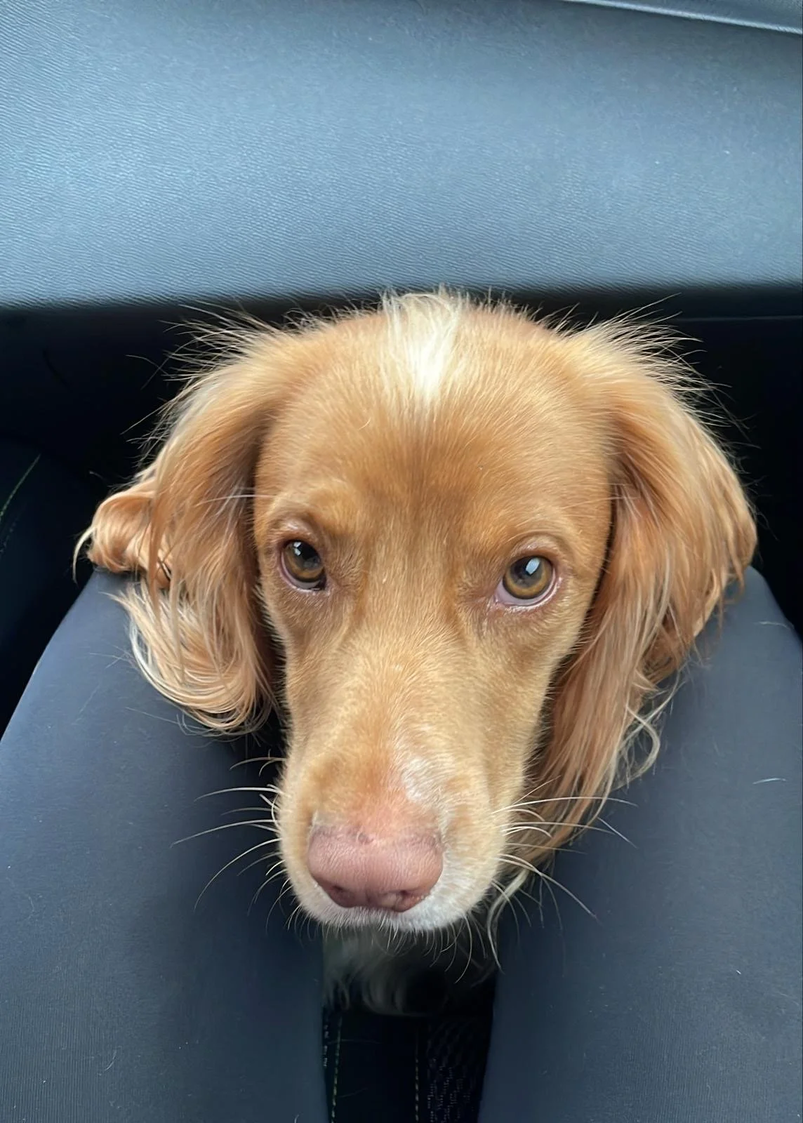 Een close-up van een bruine hond met gevlochten oren, gelegen op een autostoel.