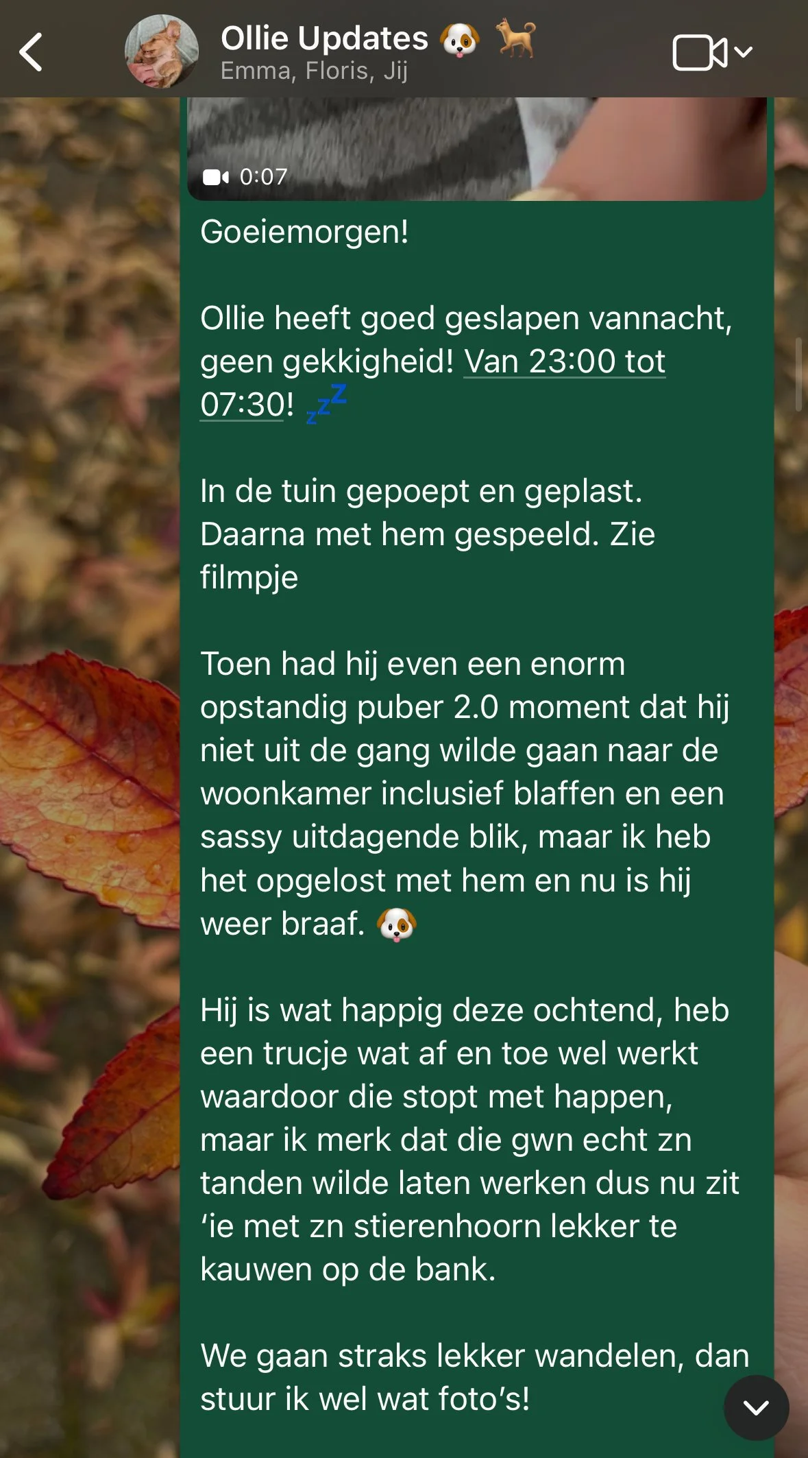Screenshots van een WhatsApp-bericht over de hond Ollie die goed heeft geslapen en weer lekker fit is, met foto's en video's van Ollie. The background toont een herfstachtig blad met rood en oranje tinten.