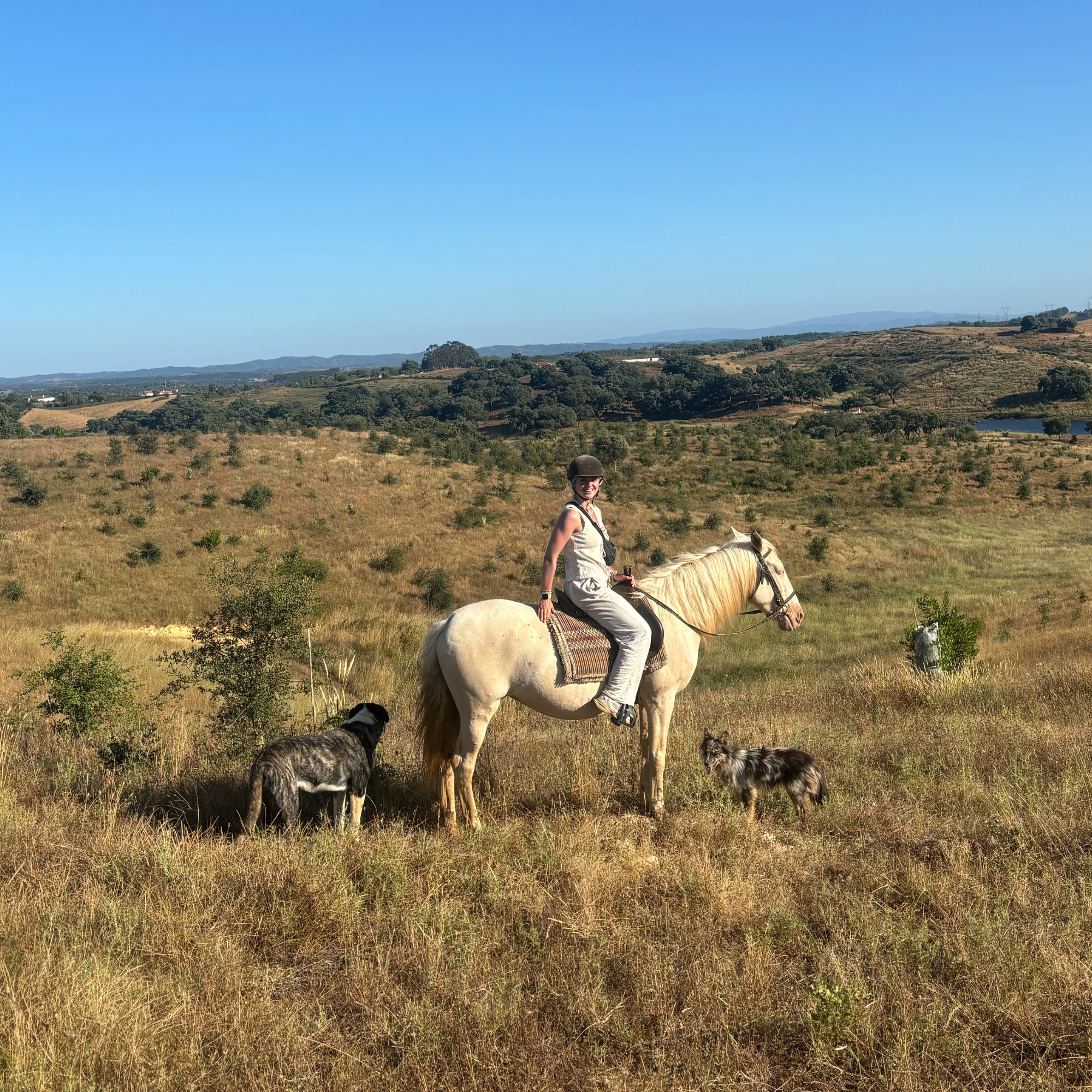 Vrouw op witte paardenrug, omringd door drie honden, in een open veld met lage struiken en heuvels onder een blauwe lucht.