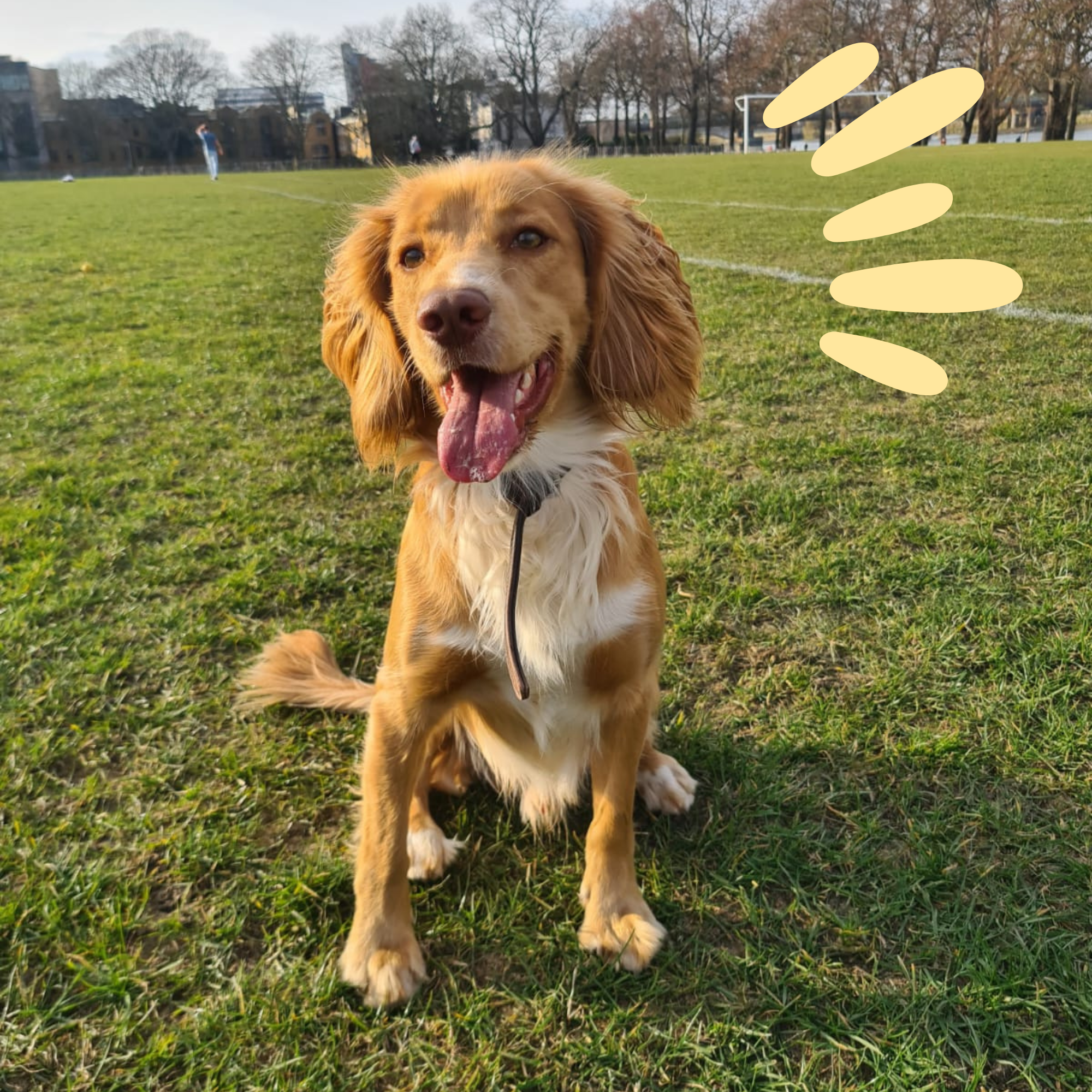 Een lachende golden retriever zit op een grasveld in een park, met een gele zonnestralen-illustratie naast het hoofd.