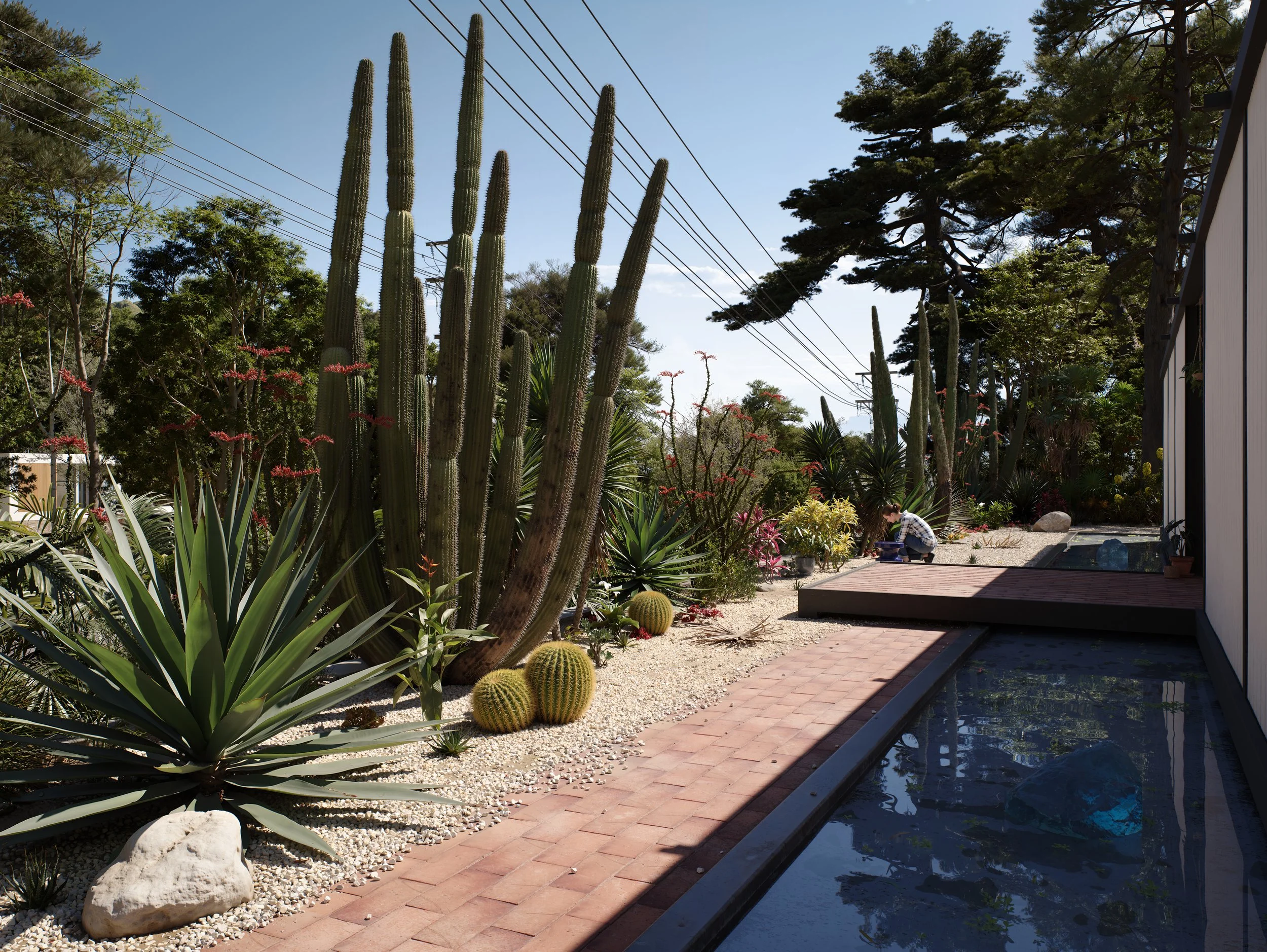 A desert-themed garden with tall cacti, smaller round cacti, agave, and other succulent plants along a brick pathway next to a modern house, with a person crouched nearby and large trees in the background under a clear blue sky.