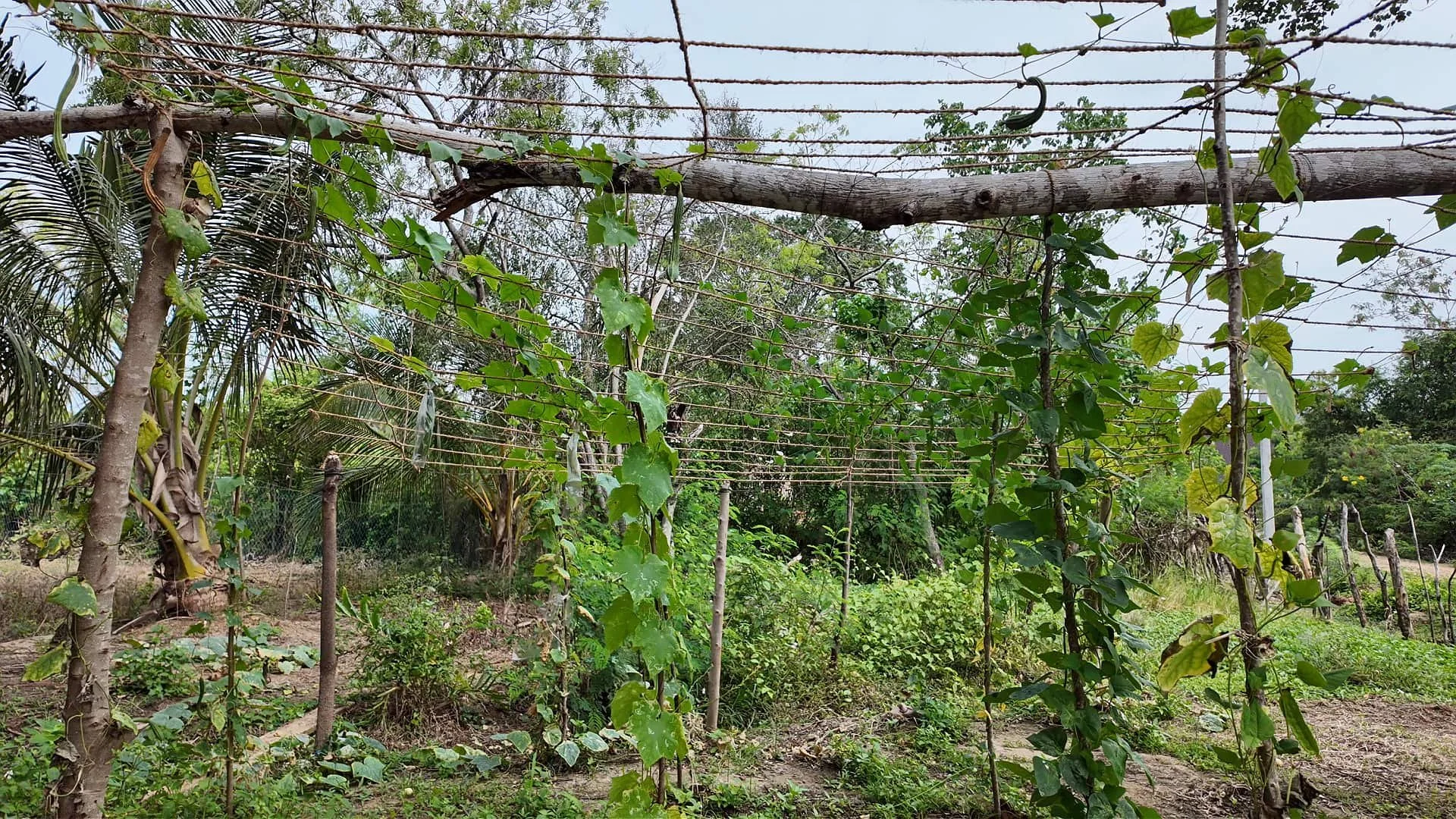 Go Yala Farm in Sri Lanka with their garden with tomato plants supported by trellises made of horizontal ropes and wooden poles, surrounded by other greenery and trees.