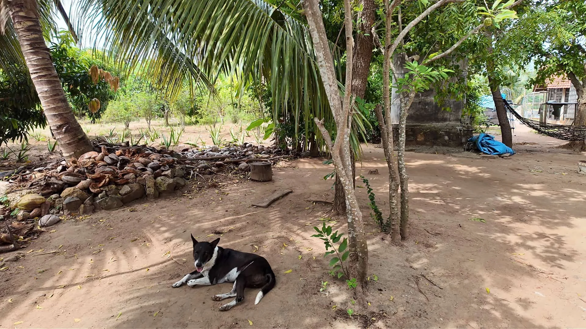 Go Yala Farm: One of the farm's resident dogs, essential for protecting the chickens from local monkeys.