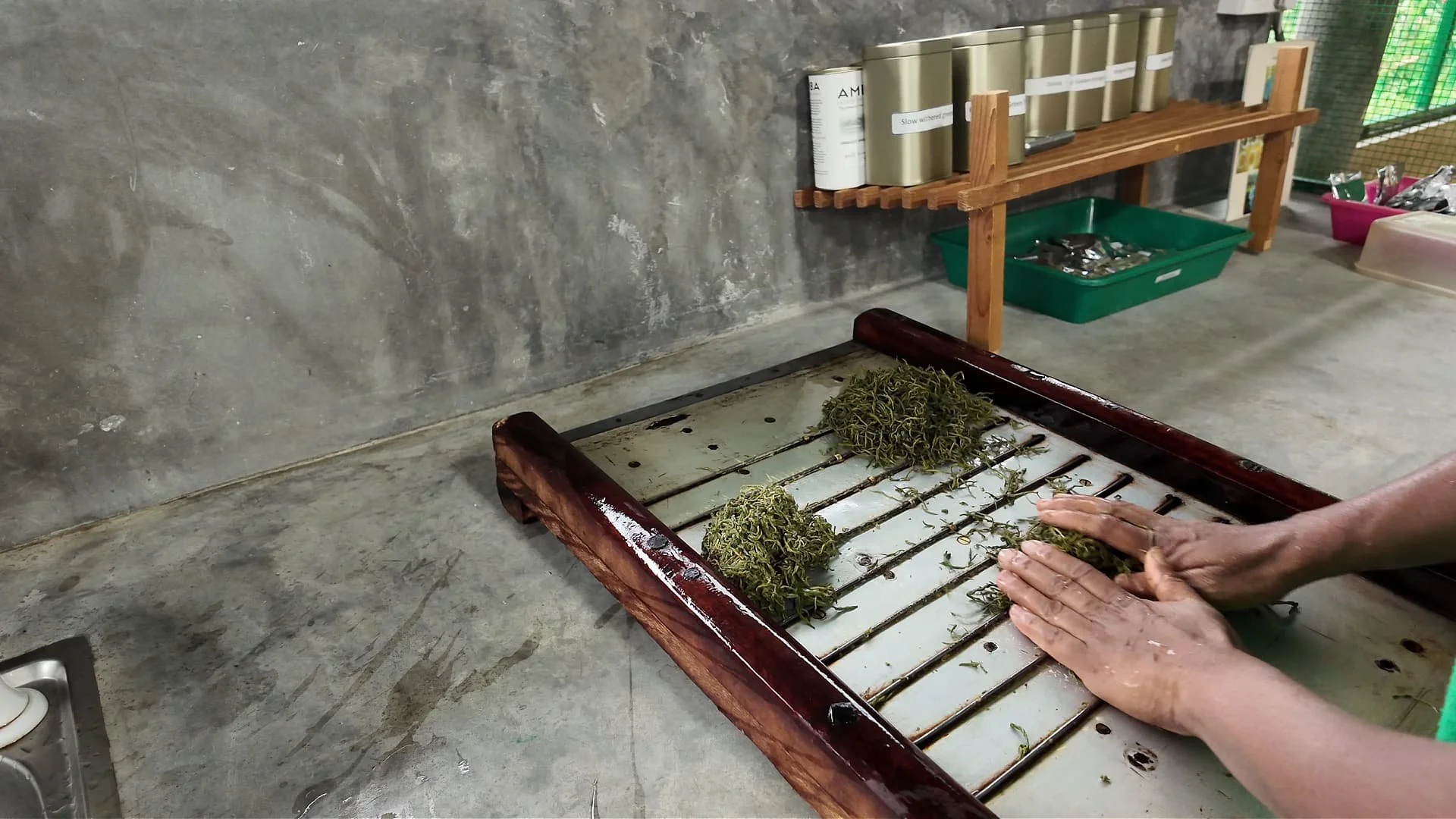 An employer at AMBA estate is rolling tea to make artisanal tea