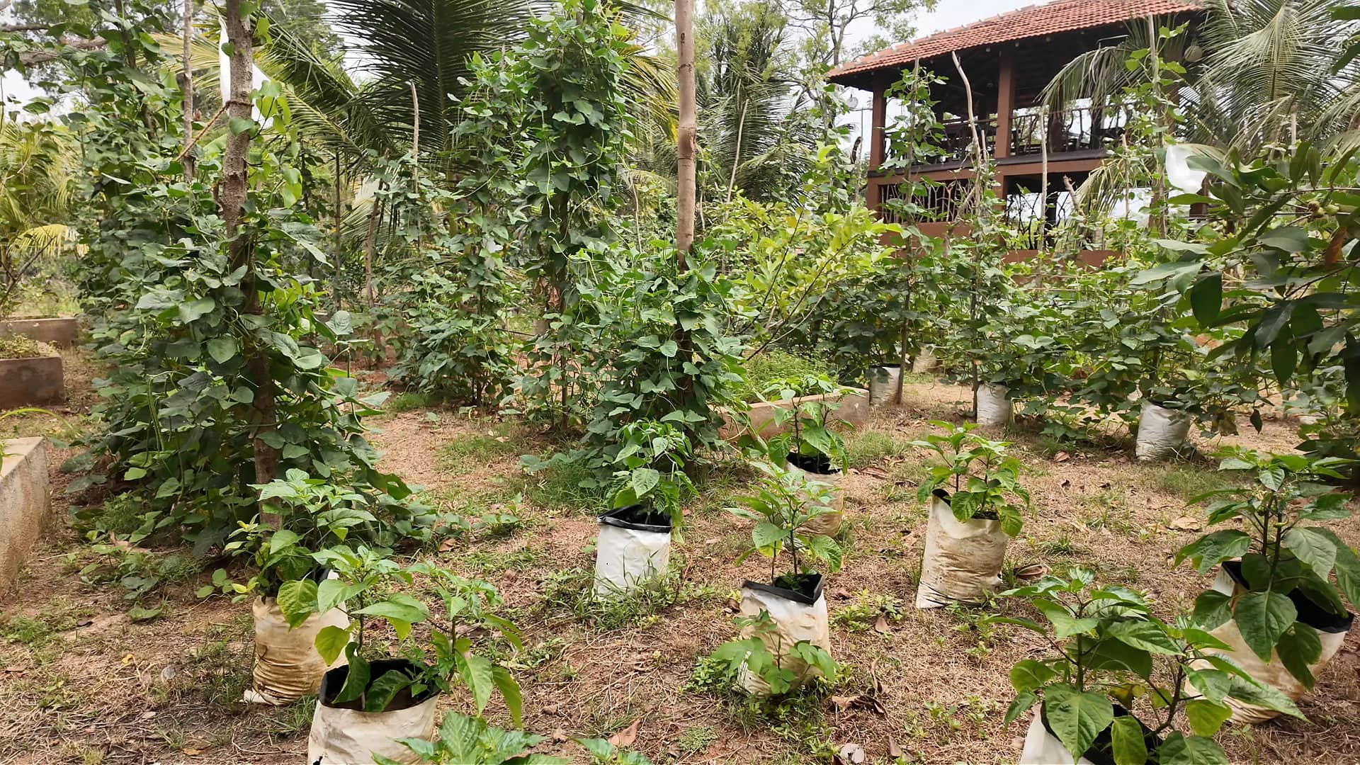 Go yala farming different crops and eco kitchen in the background
