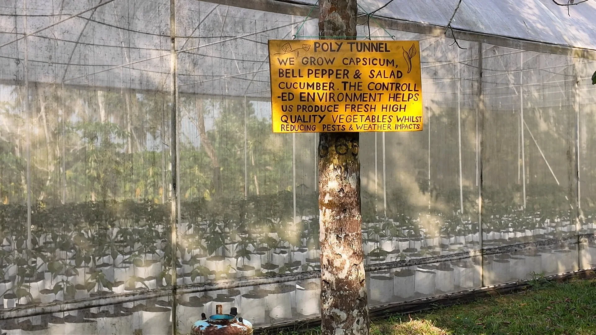 A poly tunnel at midigama fruit farm that grows belle pepper, salad cucumber and more