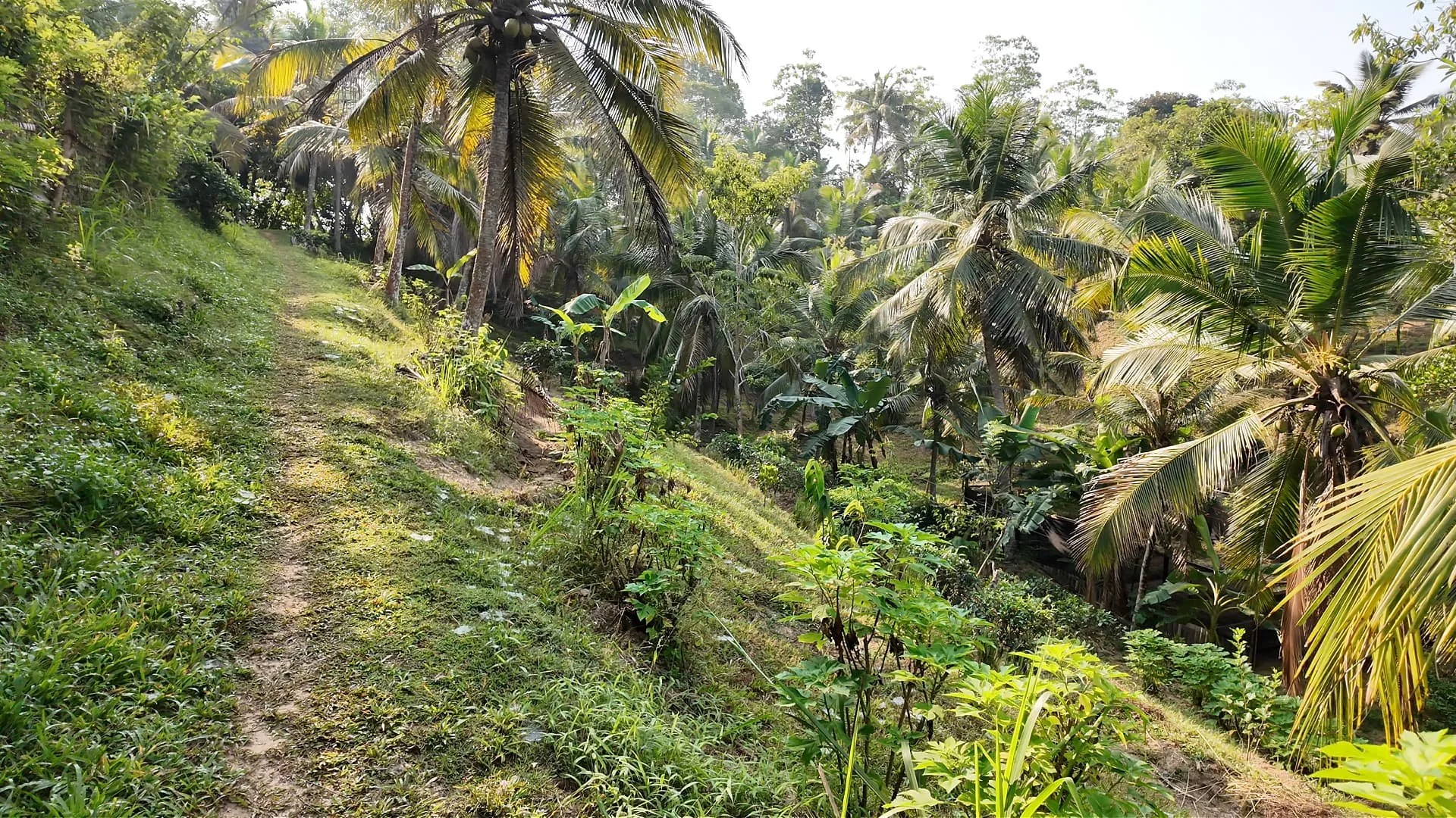 Tekanda lodge 10 acre garden with coconuts and tea showing the traditional industrial agriculture sri lanka is known for