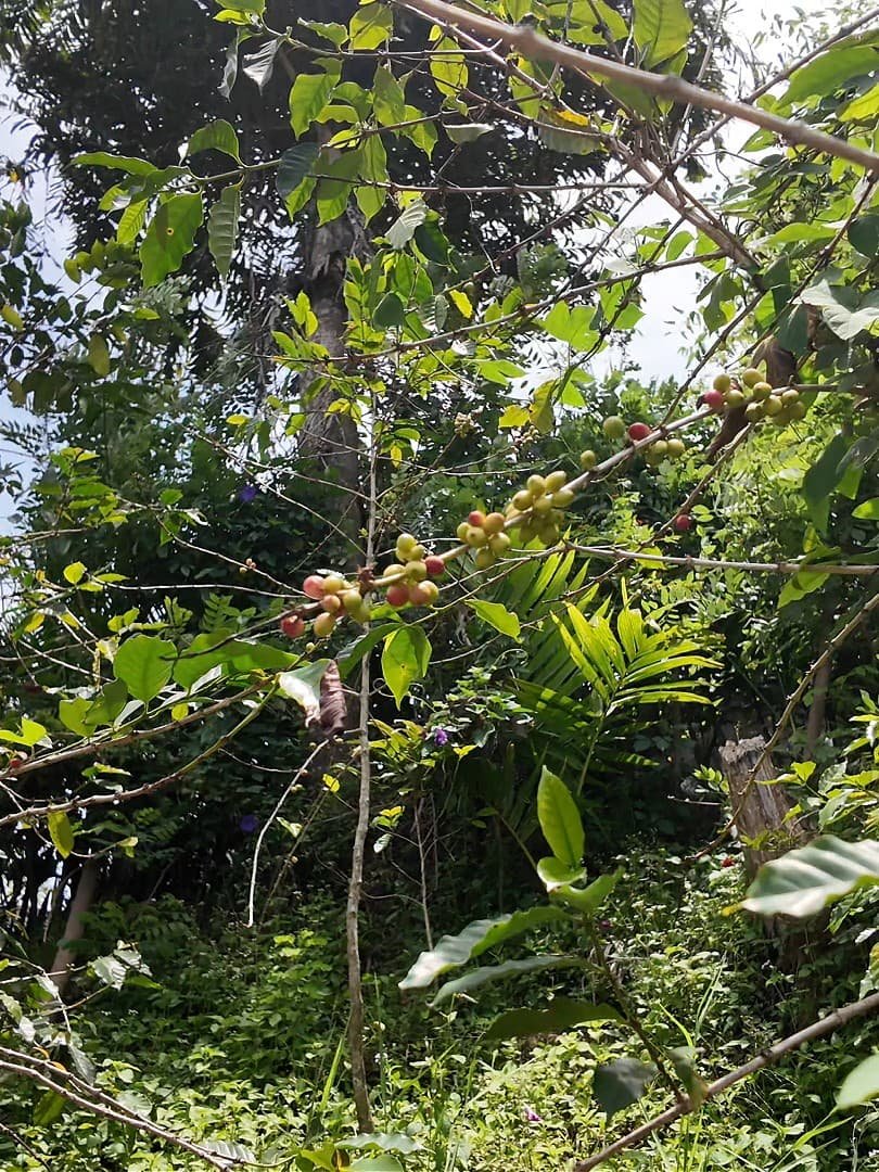 Roseland coffee roasters' coffee plants in the lush hill country of sri lanka. You see red and green arabica cherries fresh on the branch of the coffee plant