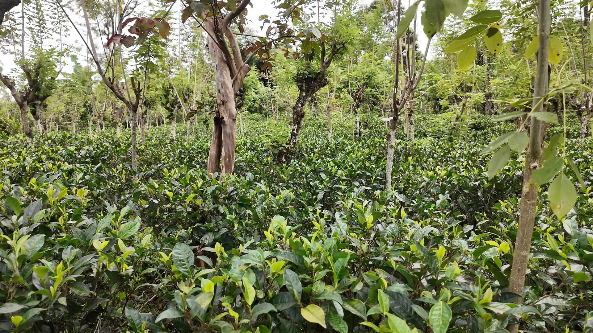 lush and green tea plantation of amba estate