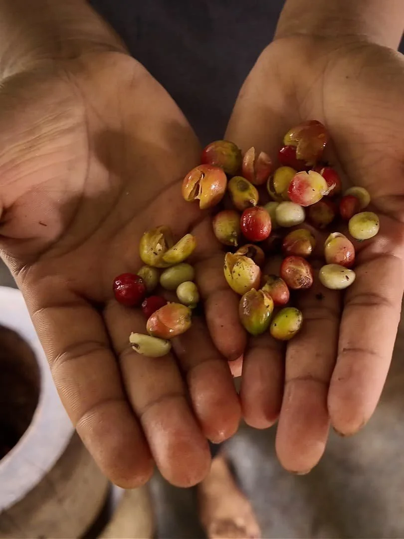 Roseland coffee cherries after pounding in the hands of an employee.jpg