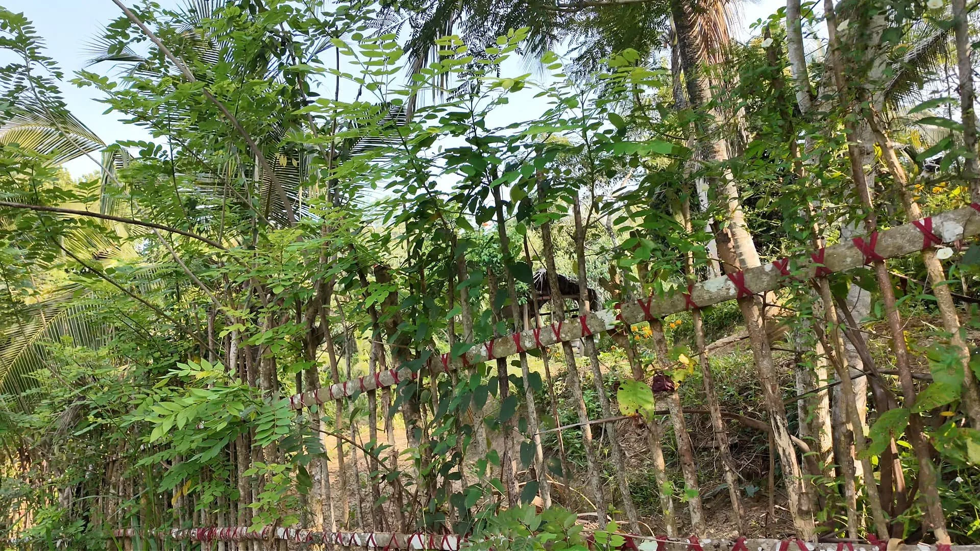 Tekanda Lodge: A shelter plant serves as a natural fence; its nitrogen-rich fallen leaves provide organic fertilizer for the soil.