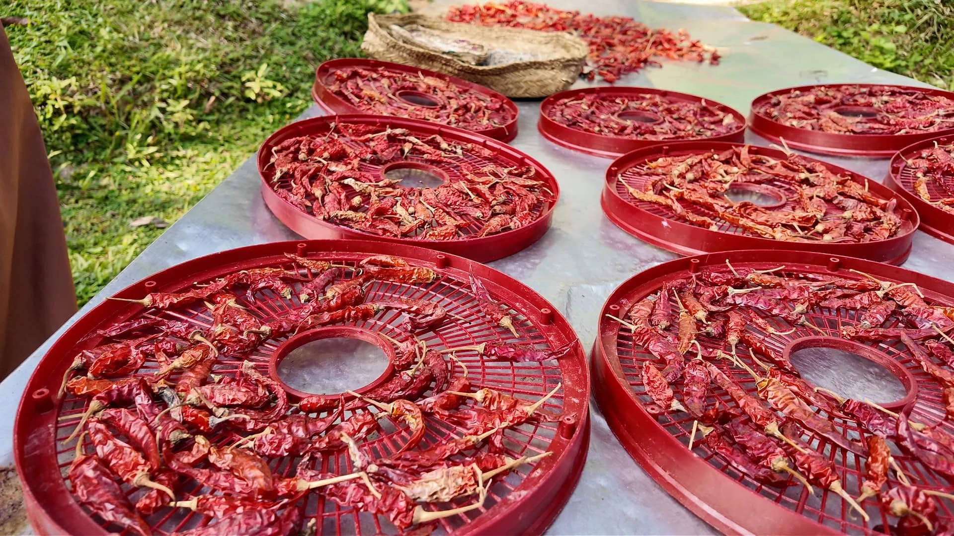 Multiple plates of red chili drying in the sun at midigama fruit farm