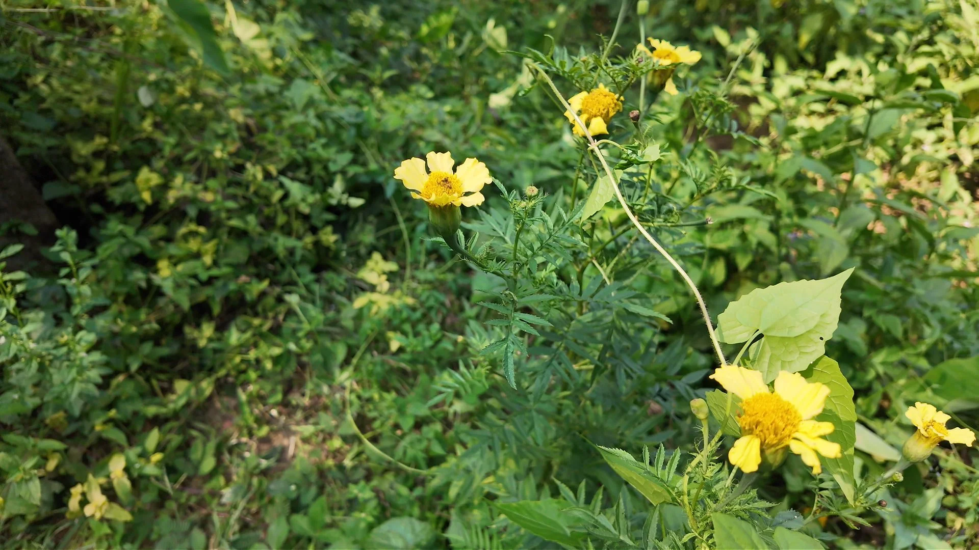 Marigold yellow flowers at midigama fruit farm that keep bugs away