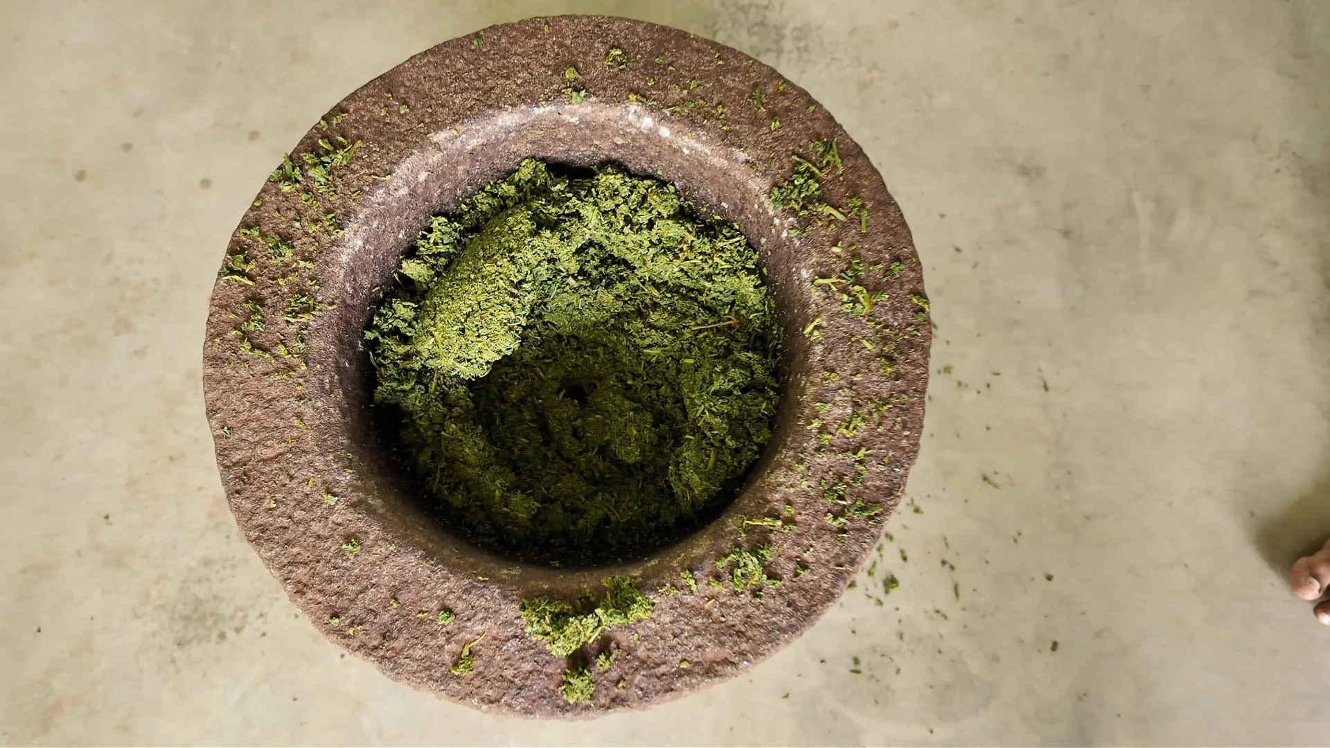 a mortar with freshly punded tea leaves to make illegal, or vangedi pekoe tea at amba estate, an organic farm and social enterprise in the hill country of sri lanka