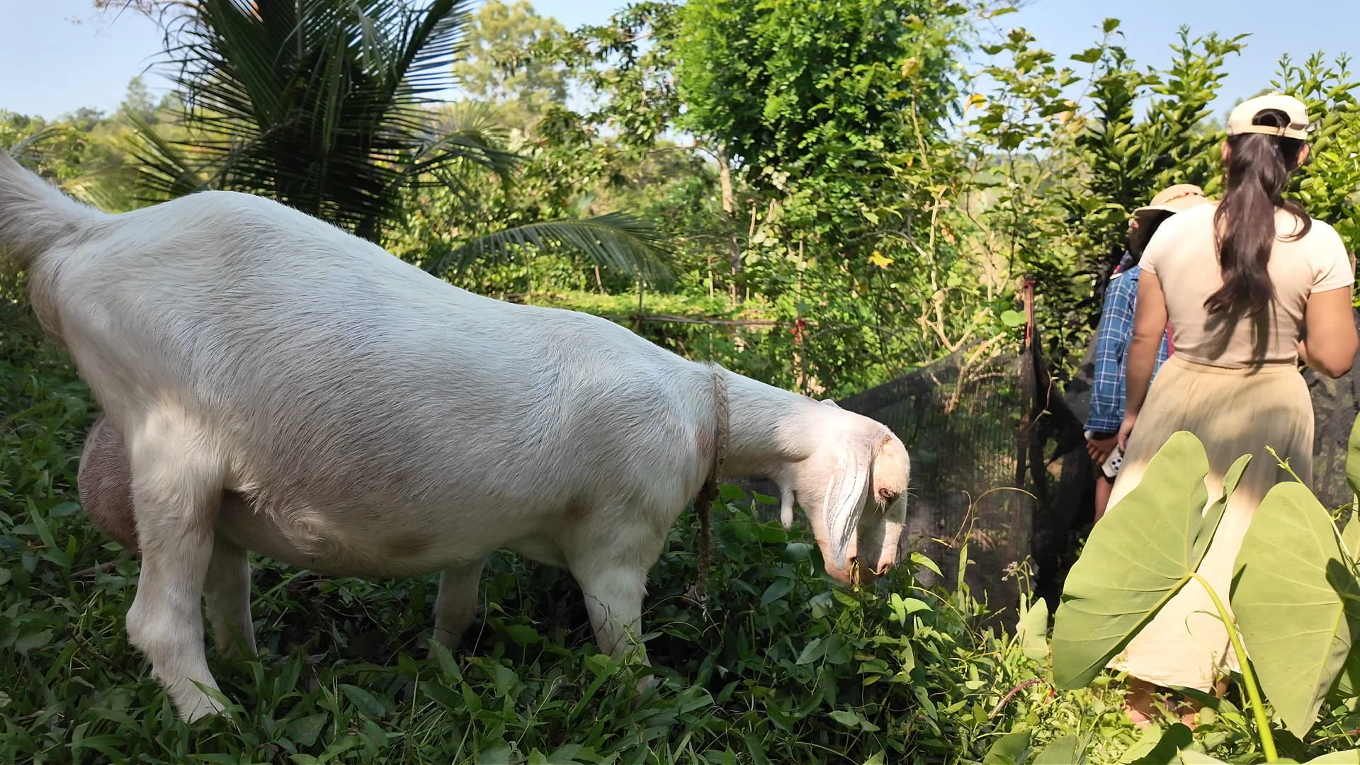Pregnant goat grazing while our tour guide explains information about the crops