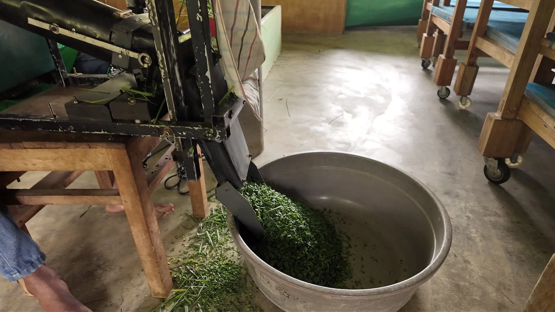 a lemongrass chopper chopping lemongrass at amba estate in sri lanka