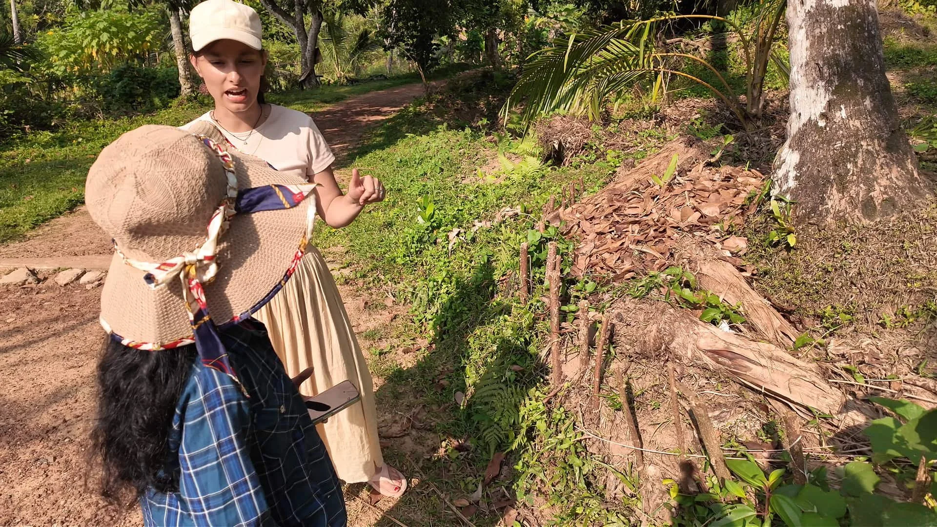 Midigama Fruit Farm: Banana pseudostems placed at the base of a tree to act as a natural, slow-release nutrient reservoir.