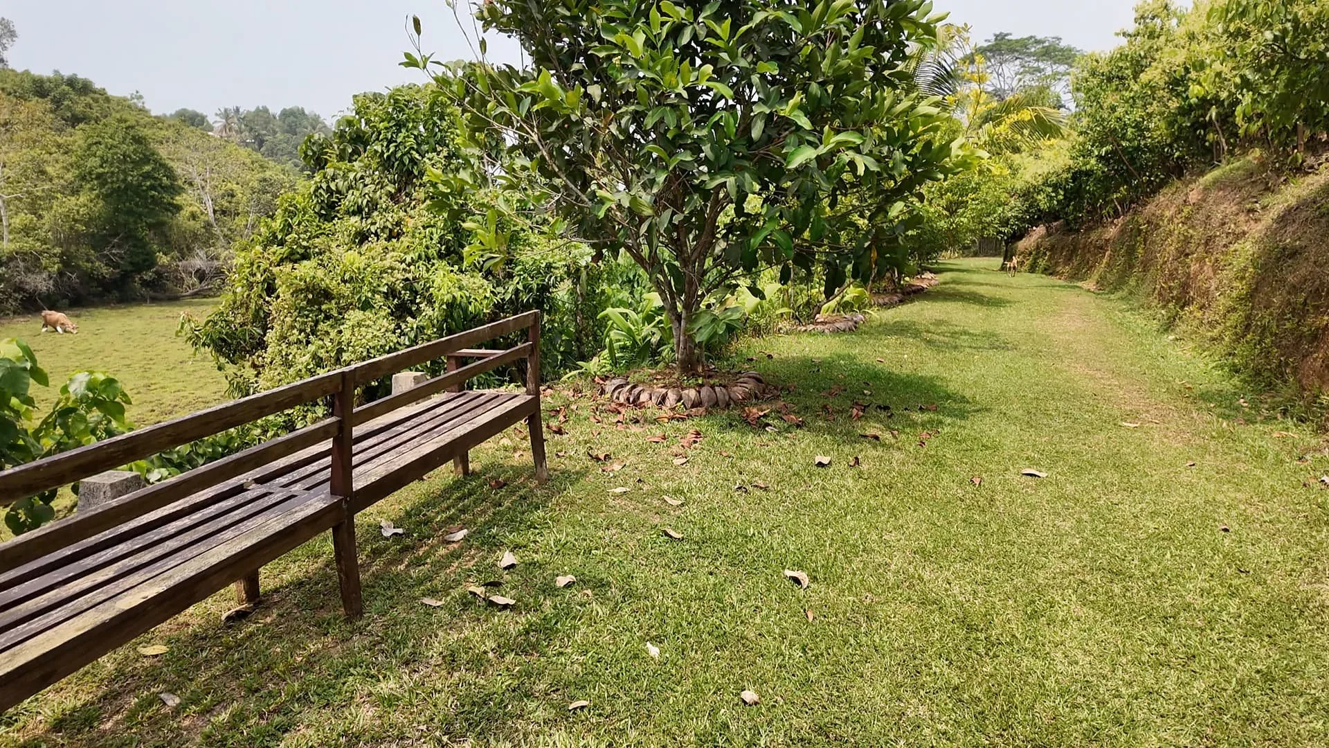 Trebartha East: A steep cinnamon plantation bank borders a central garden path, with a wooden bench overlooking a paddy and a grazing buffalo.