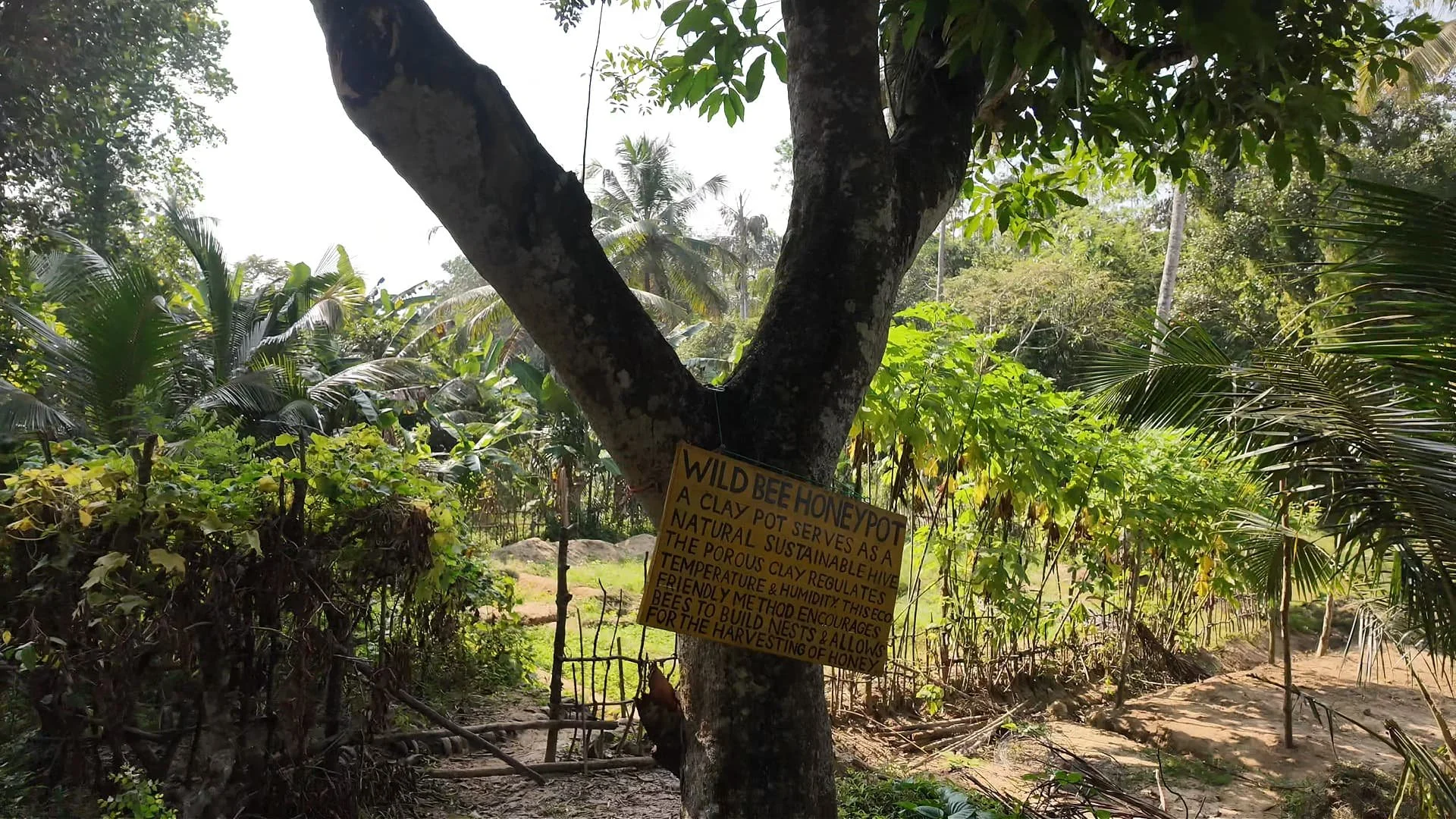 A tree with a clay honey pot at midigama fruit farm