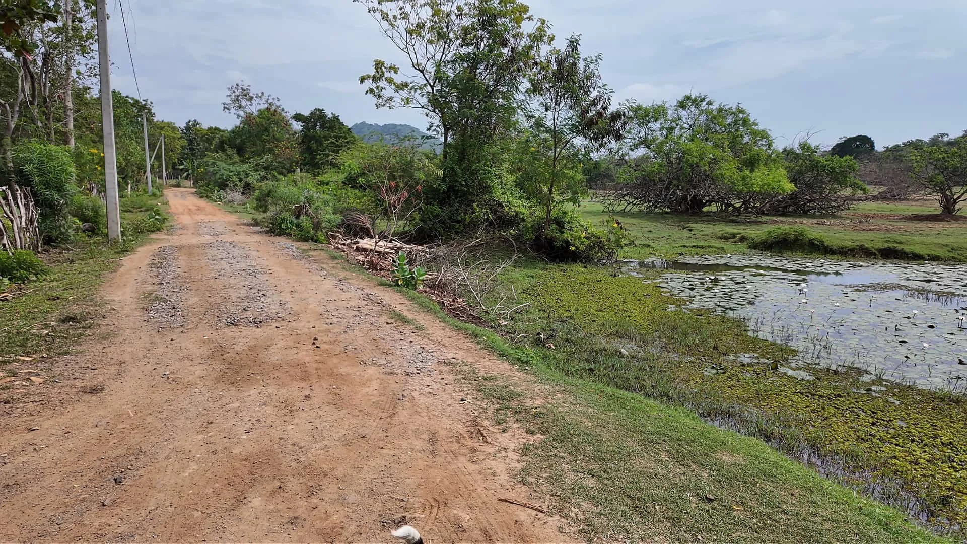 a sandy road next to a lake leading from the main cement road to go yala farm accommodation in sri lanka