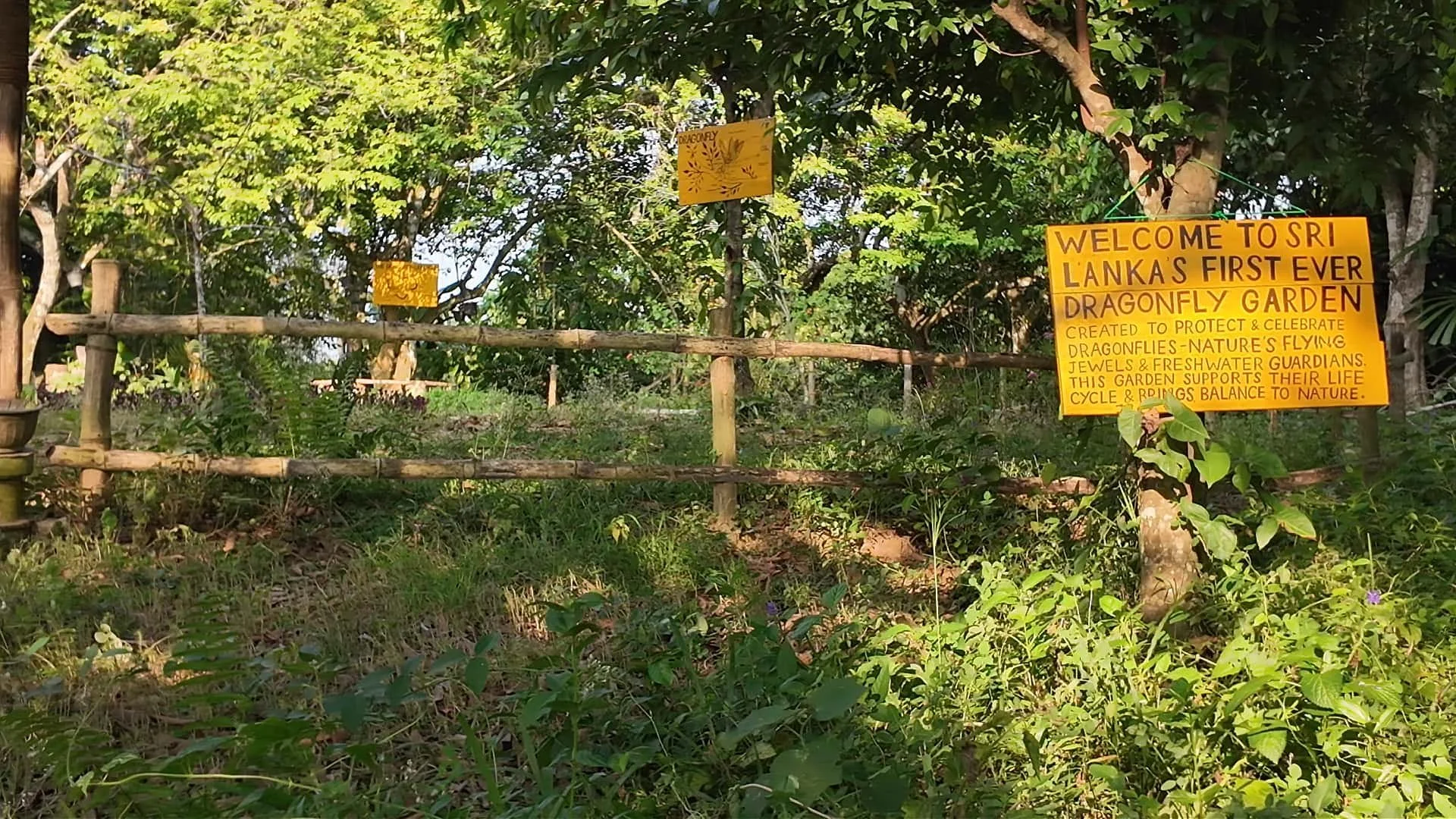 Midigama Fruit Farm A dragonfly garden to stimulate natural reproduction fo dragonflies as they are growing extinct and eat a lot of mosquitos.