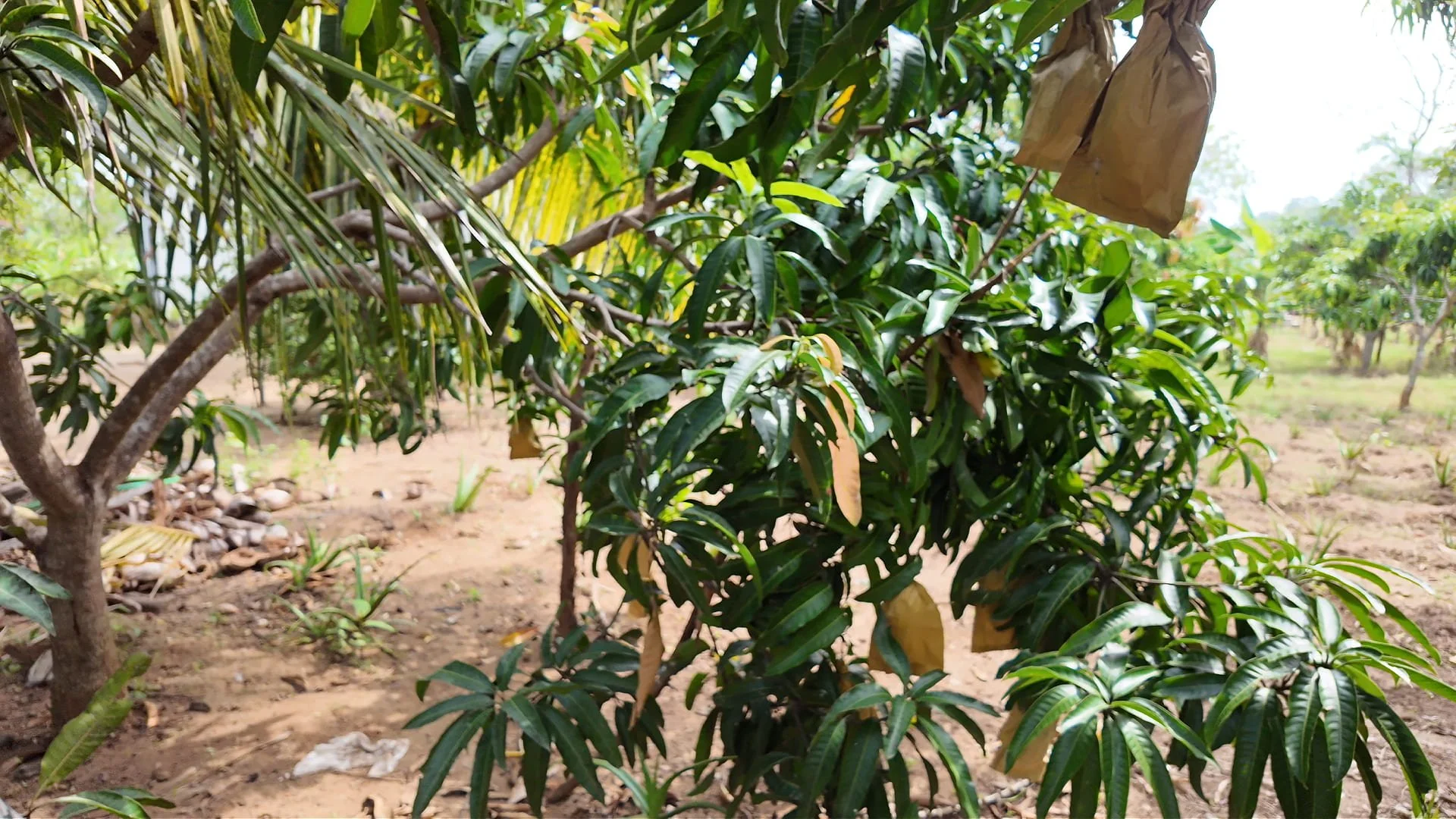 Go Yala Farm: Ripe mangoes are wrapped in paper bags—a simple, effective way to prevent wildlife from taking a bite.
