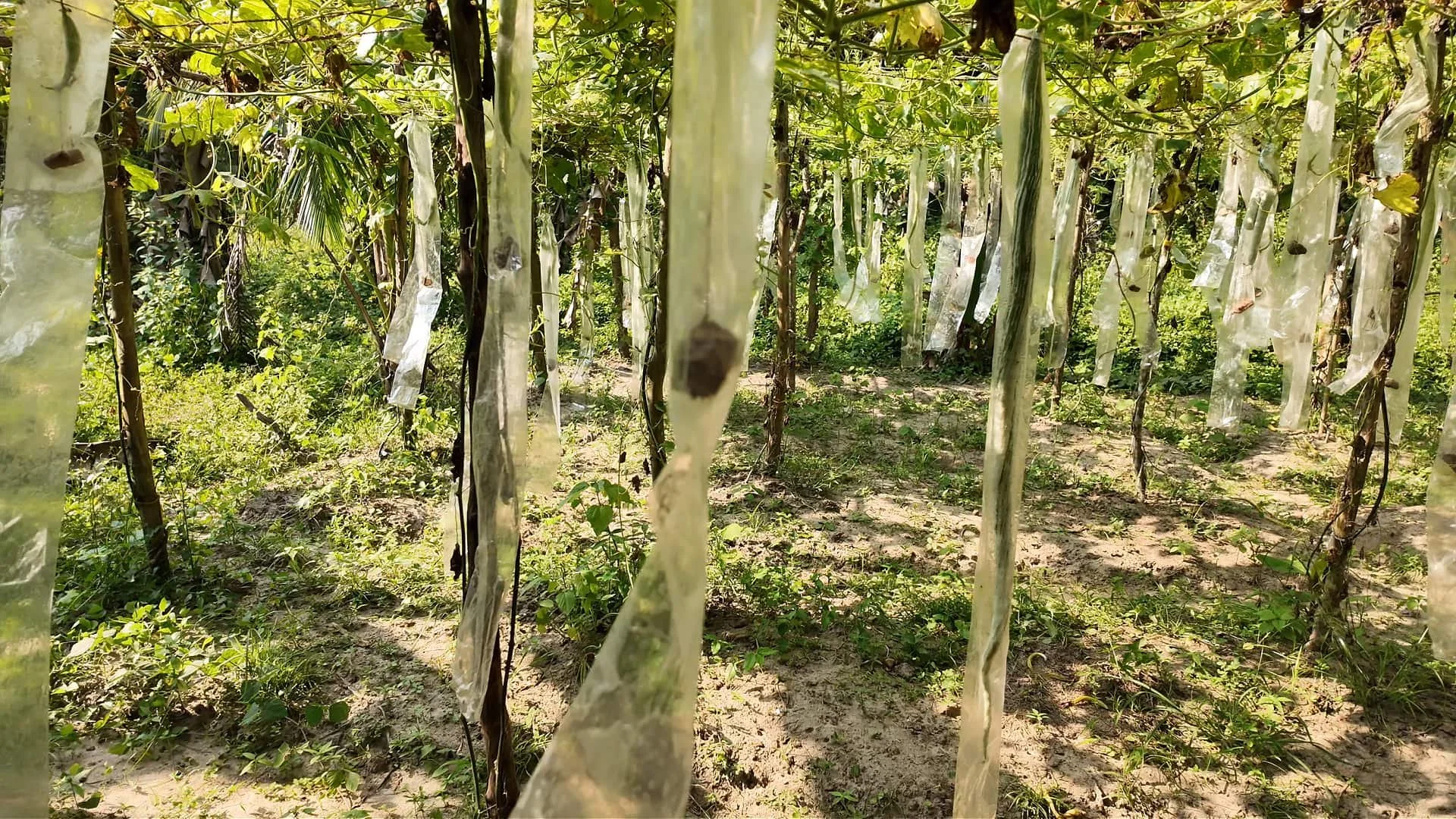 Midigama Fruit Farm: You see multiple snake gourds growing in polythene bags with a stone at the end for lengthy growth.