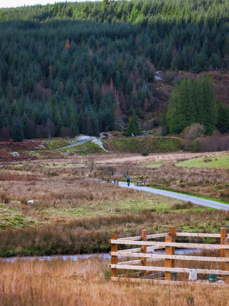 A rider small on a valley road between pine forest and moorland