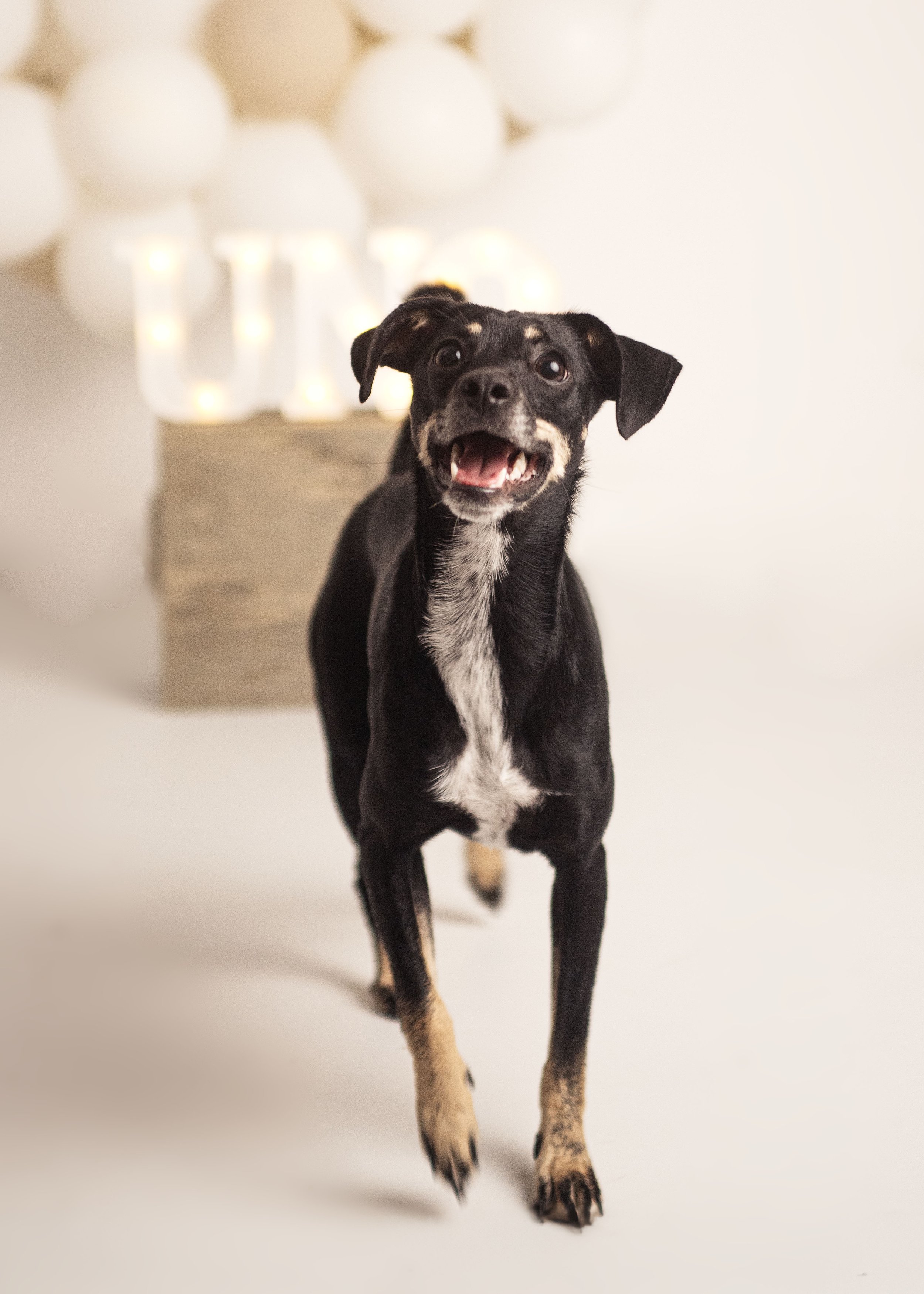 Perro negro con manchas blancas en el pecho y patas, corriendo hacia la cámara con expresión feliz, fondo claro con decoración de globos y letras luminosas.
