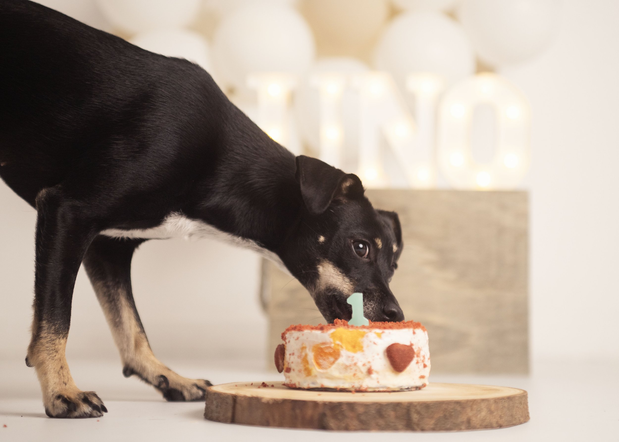 Perro negro y marrón comiendo un pastel con un número 1 de vela en una tabla de madera, fondo con letras luminosas que dicen ONE.