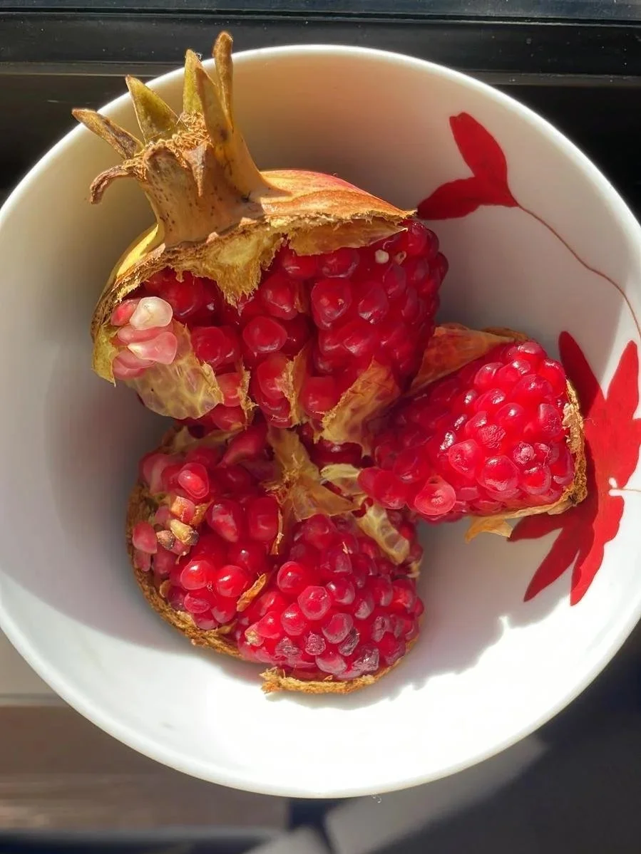 fresh pomegranate from the orchard of a home in rural central Portugal