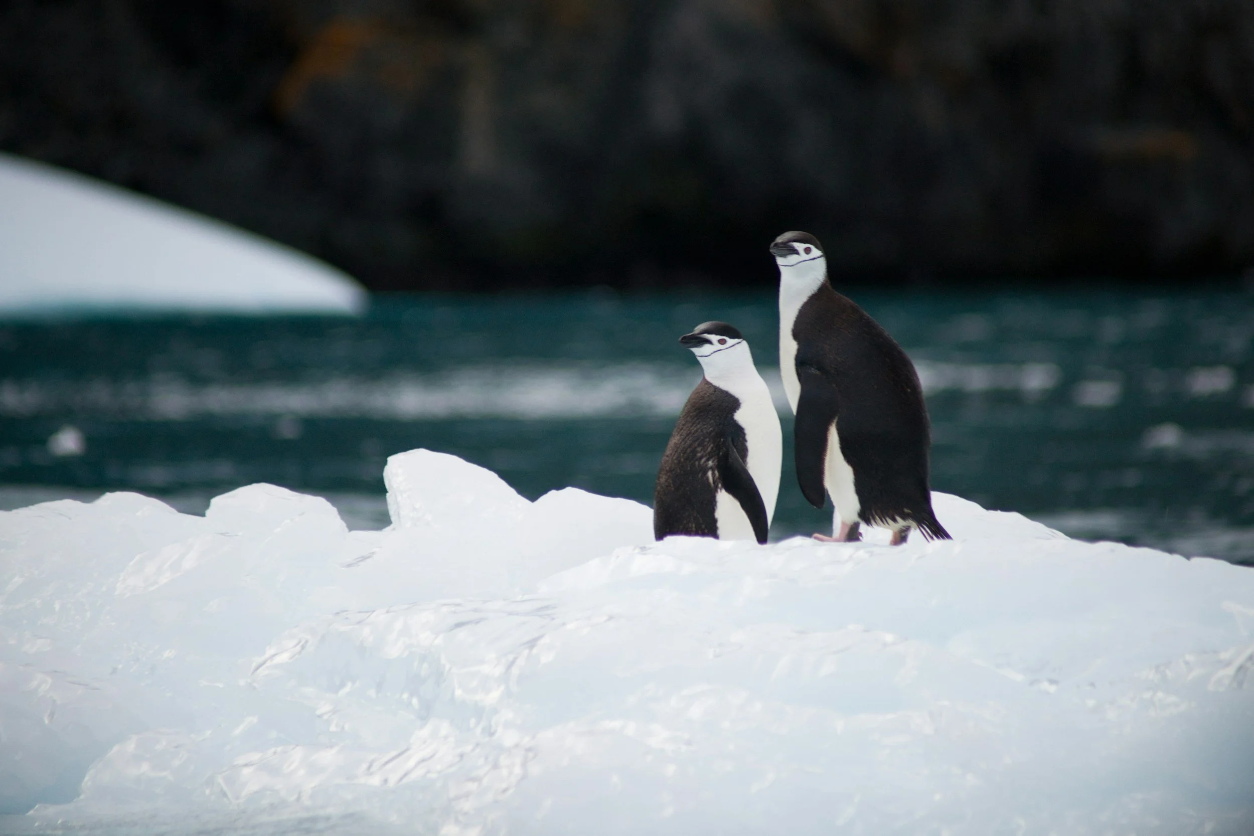 Two penguins standing on snow and ice near a cold body of water.