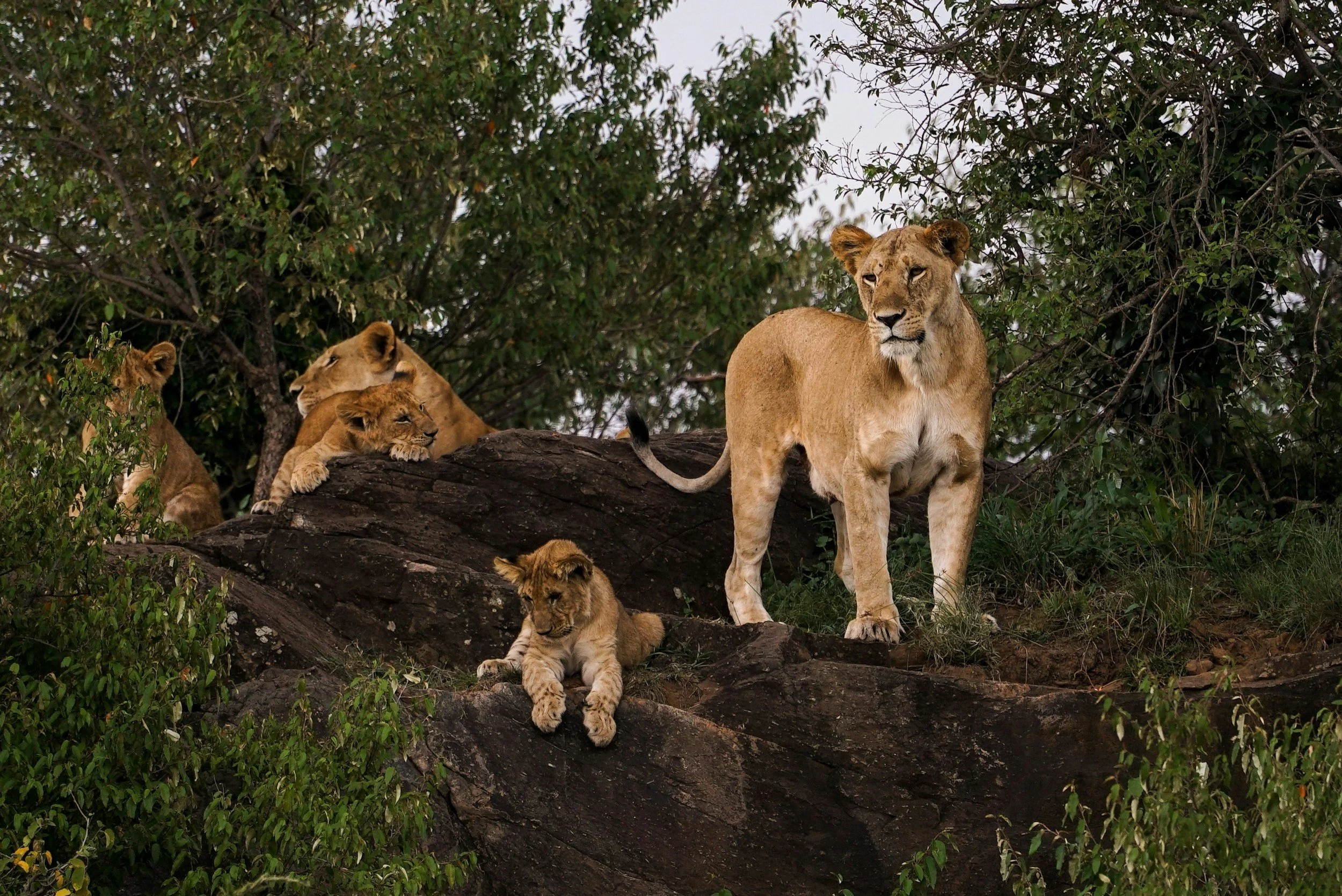A pride of lions resting on a large rock among trees and greenery. One adult lioness stands in the foreground, while the others lie or sit behind her.