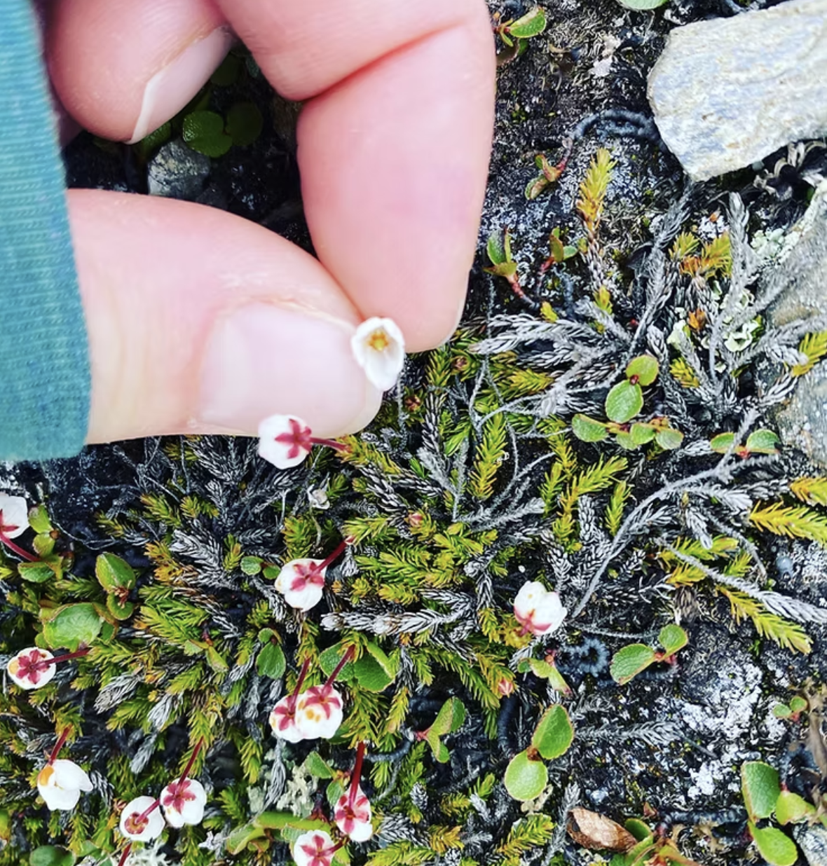 Mountain Adventures, Local Knowledge