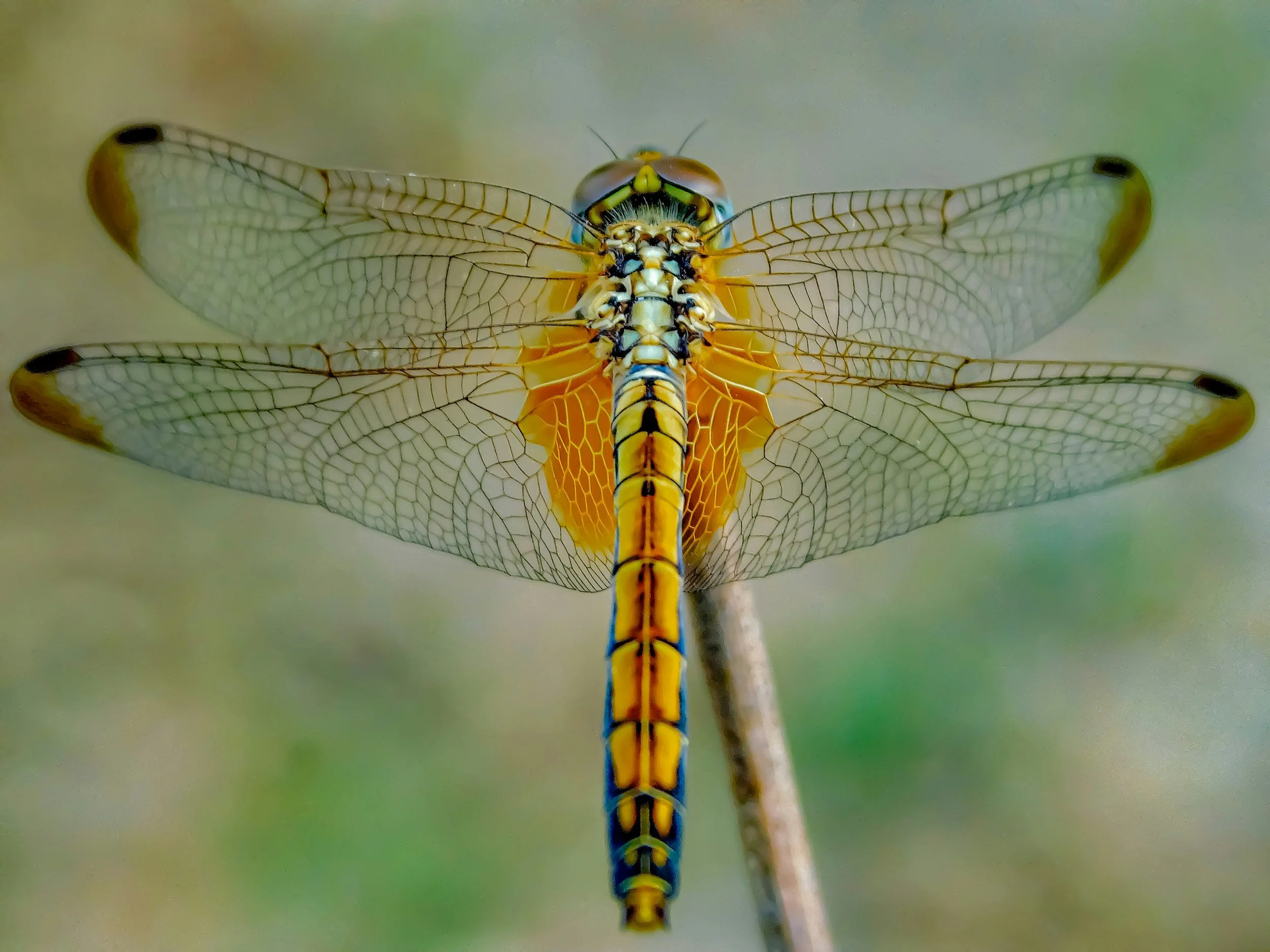 Close-up of a yellow and black dragonfly perched on a twig, showing detailed transparent wings with dark tips.