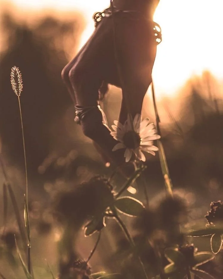 Close-up of a person's hand holding a flower in a field during sunset, with soft sunlight illuminating the scene.