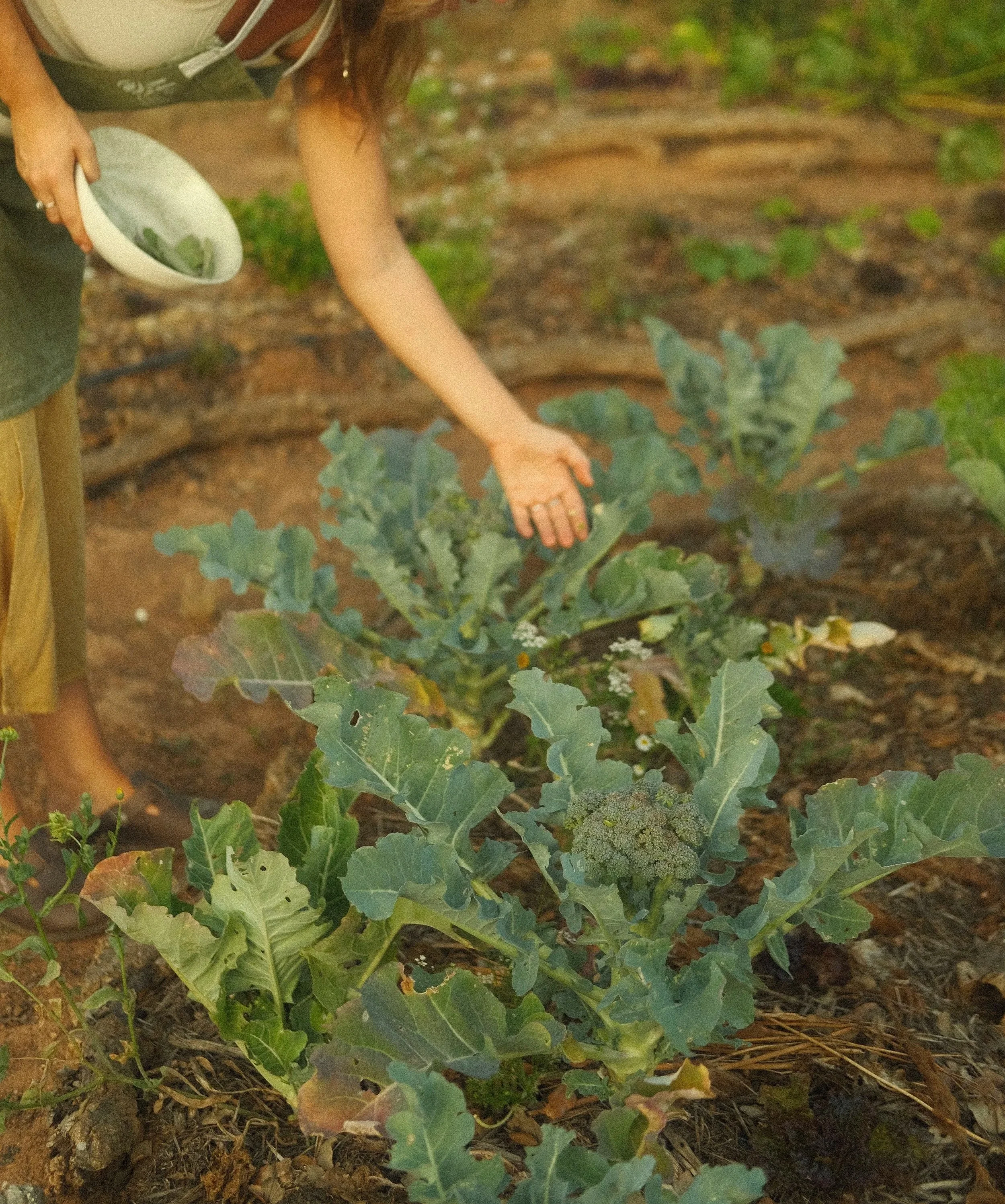 A woman tending to broccoli plants in a garden or farm.