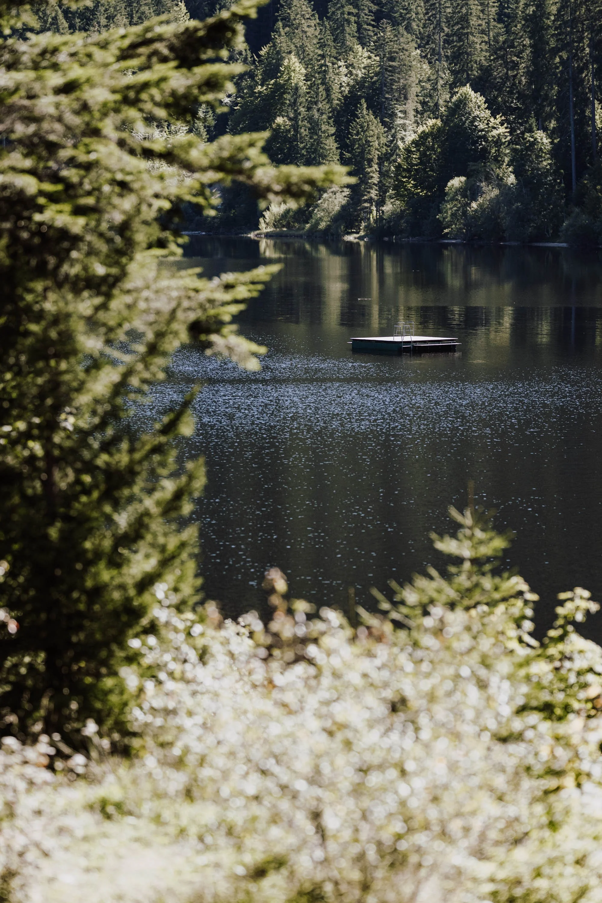Ein ruhiger See im Wald mit einer kleinen Plattform und Leiter im Wasser, umgeben von grünen Bäumen und Sträuchern.