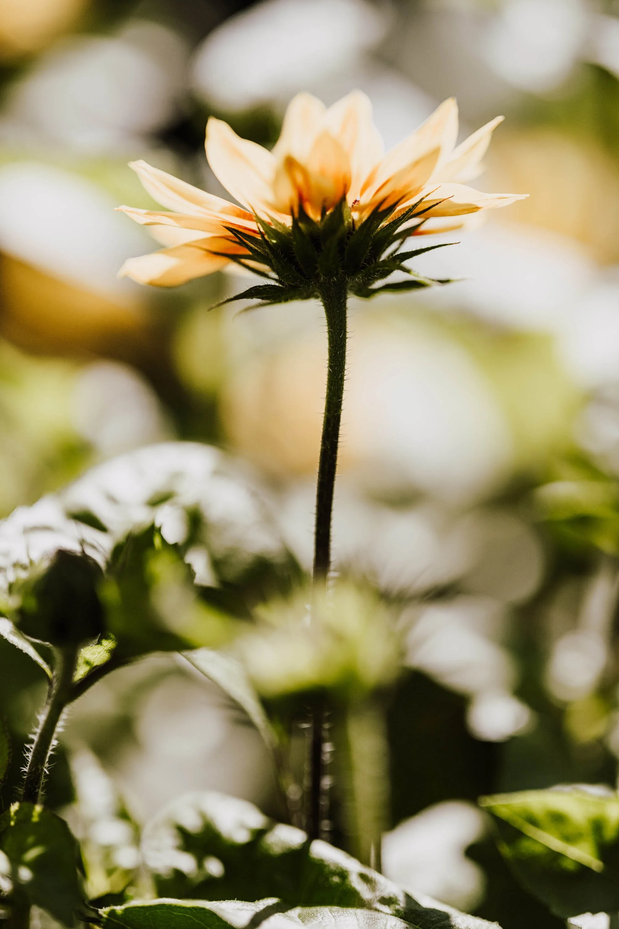 Nahaufnahme einer Blume mit hellem, gelb-orangefarbenem Blütenkopf und grünen Blättern im Hintergrund.