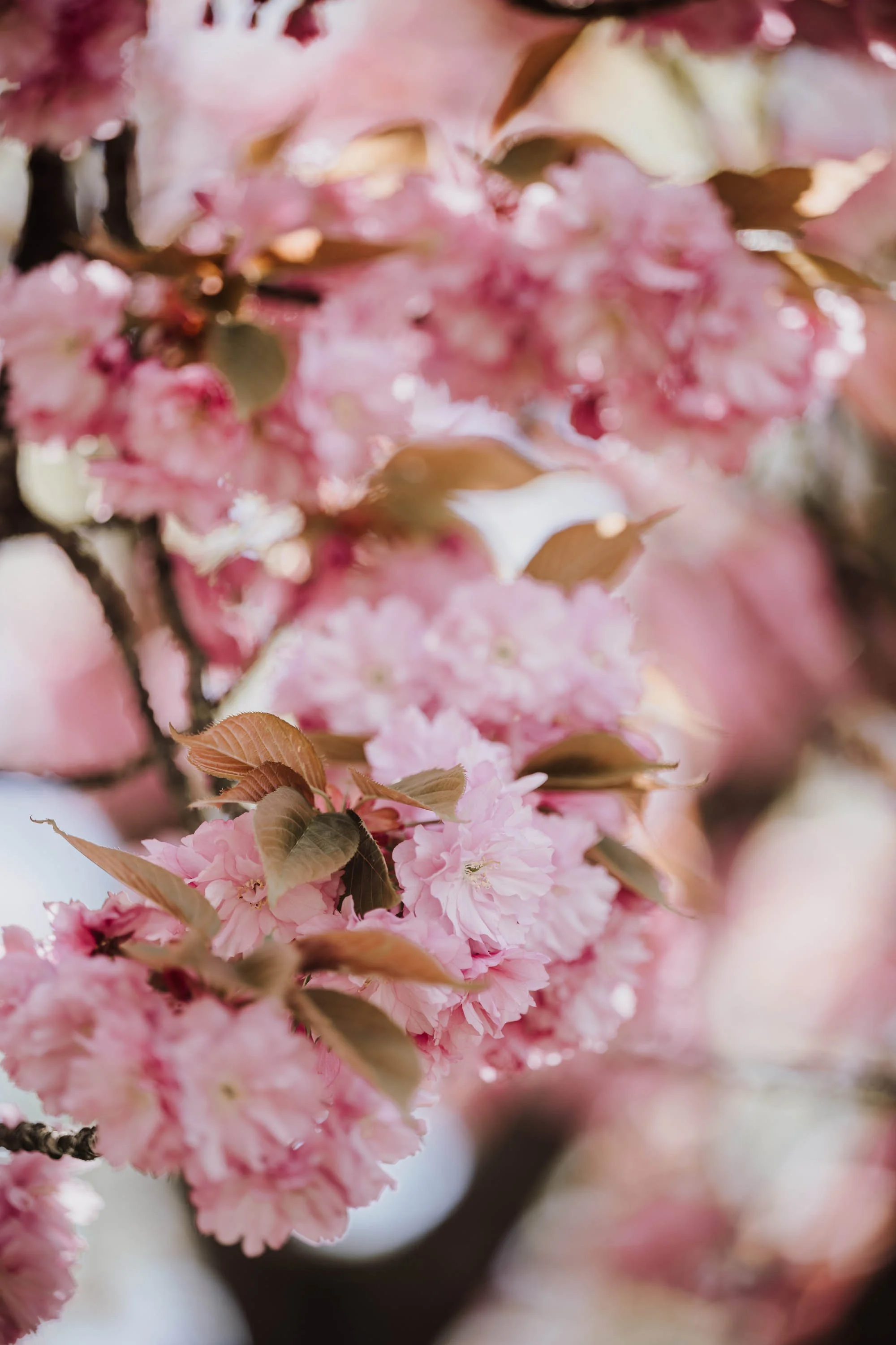 Nahaufnahme von pinken Kirschblüten mit braunen Blättern