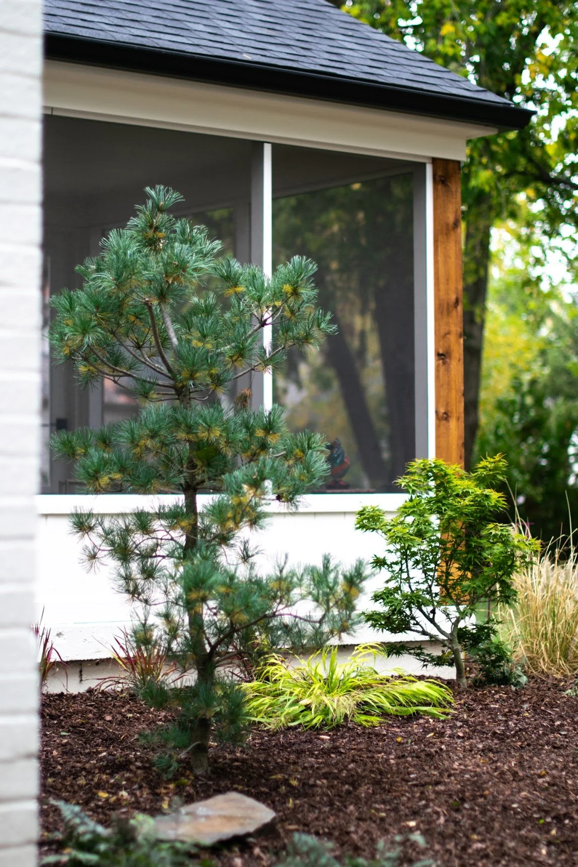 A small, young pine tree and a Japanese maple plant in a garden bed in front of a house with a screened porch.