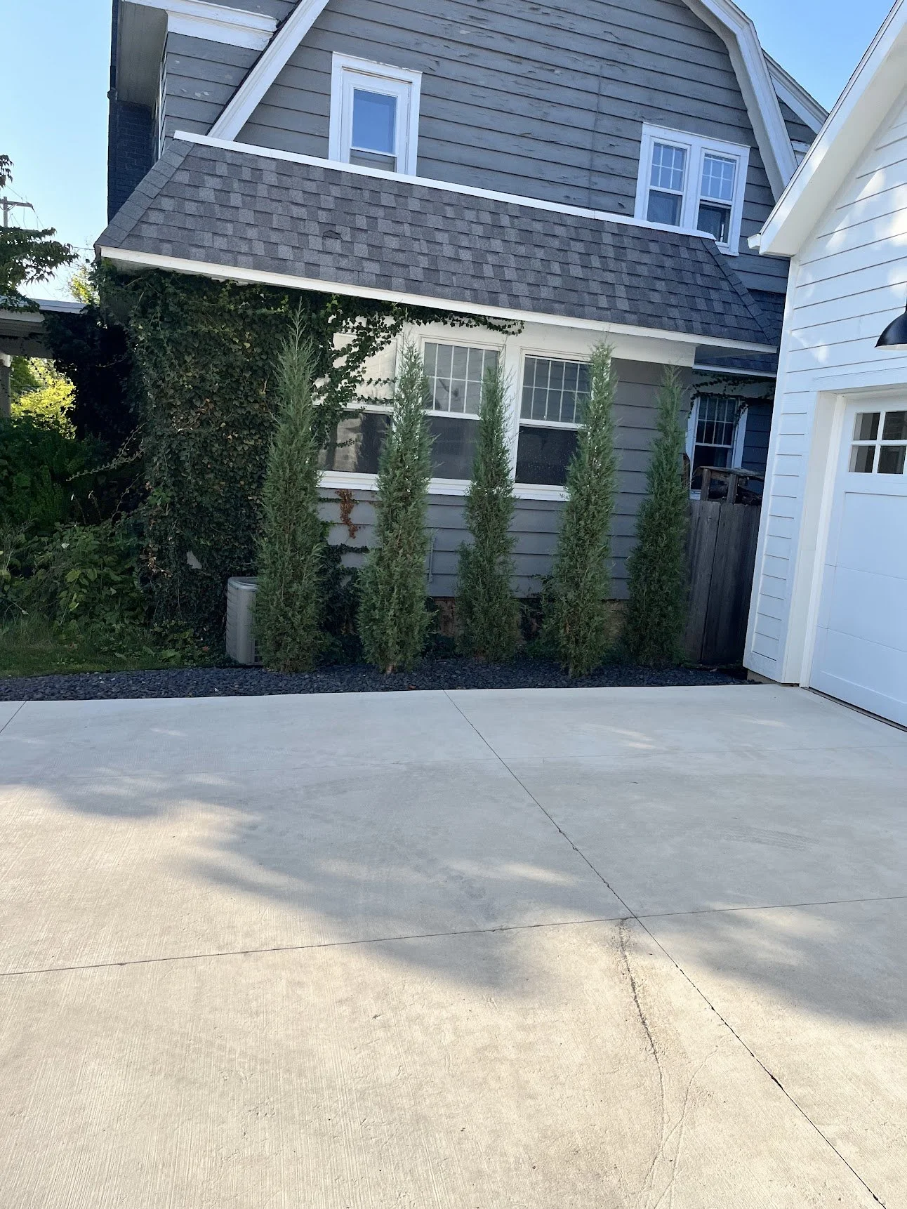 A white concrete driveway with four tall, narrow evergreen trees next to a gray house with white window frames and a shingled roof.