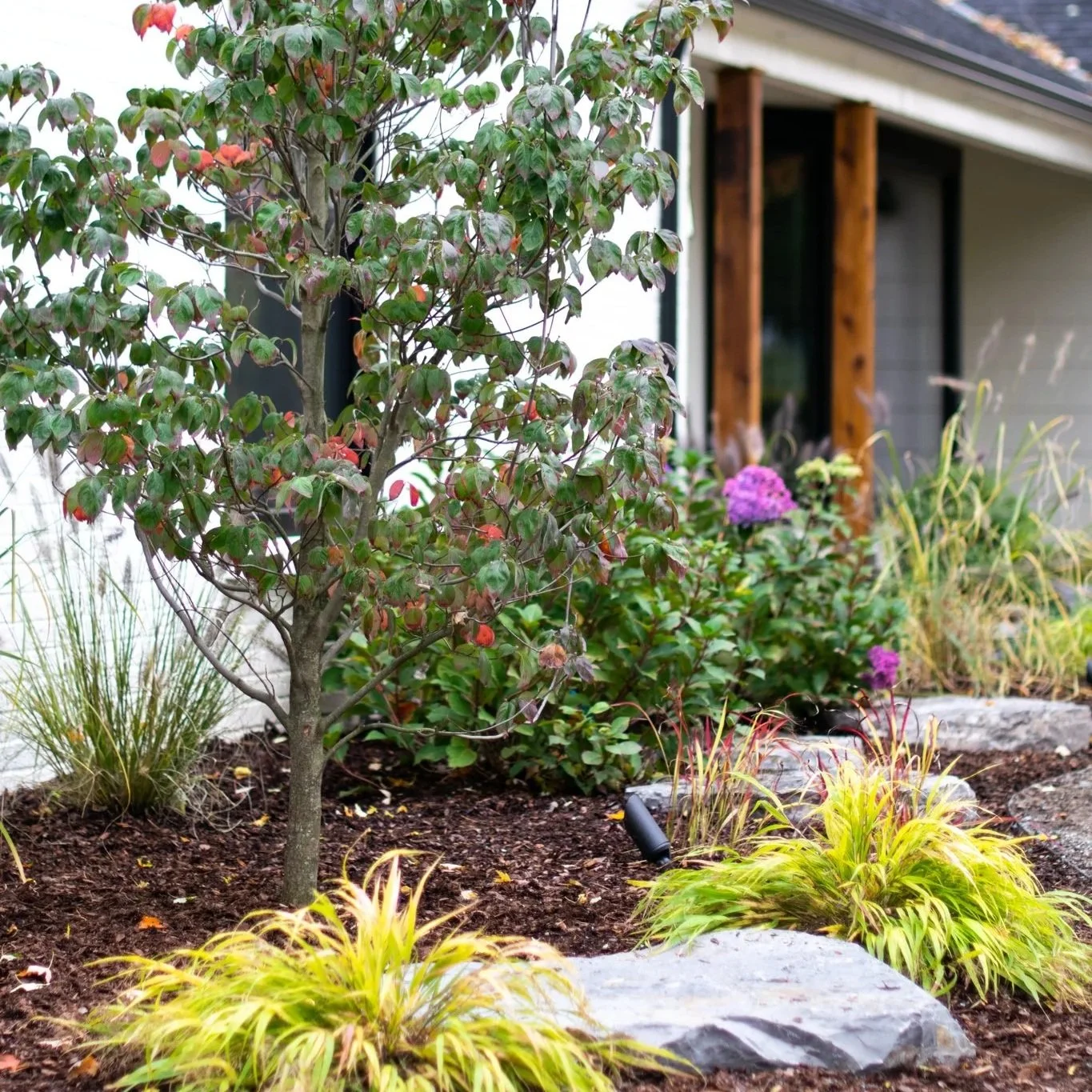 A landscaped garden with a small tree, pink flowering bushes, yellow ornamental grass, large rocks, and a modern house with a porch in the background.