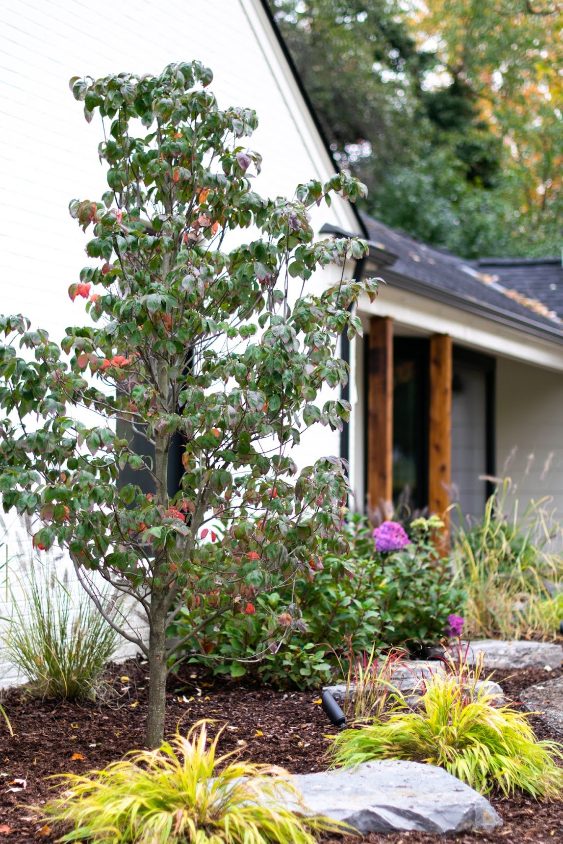 A landscaped garden next to a house with a white exterior wall, green and reddish foliage, purple flowers, and rocks.