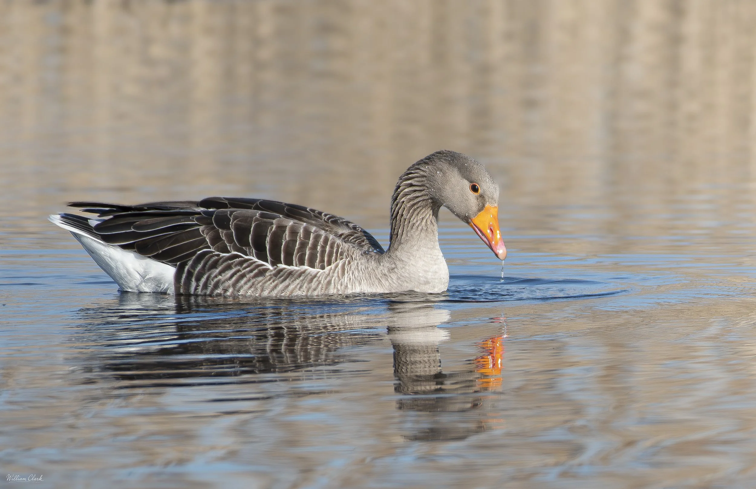 Goose.jpg