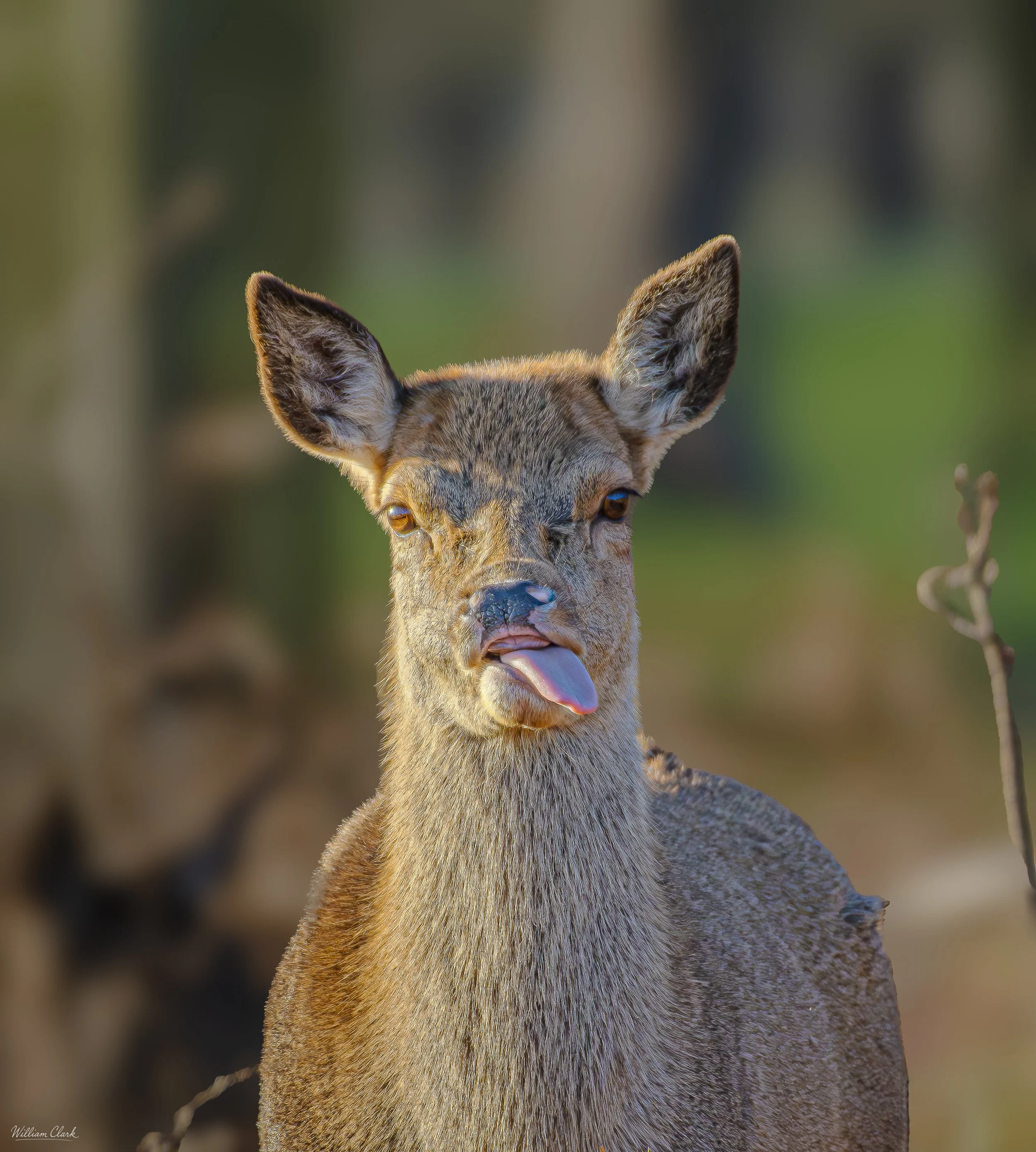 Tongue Tied In The Wild
