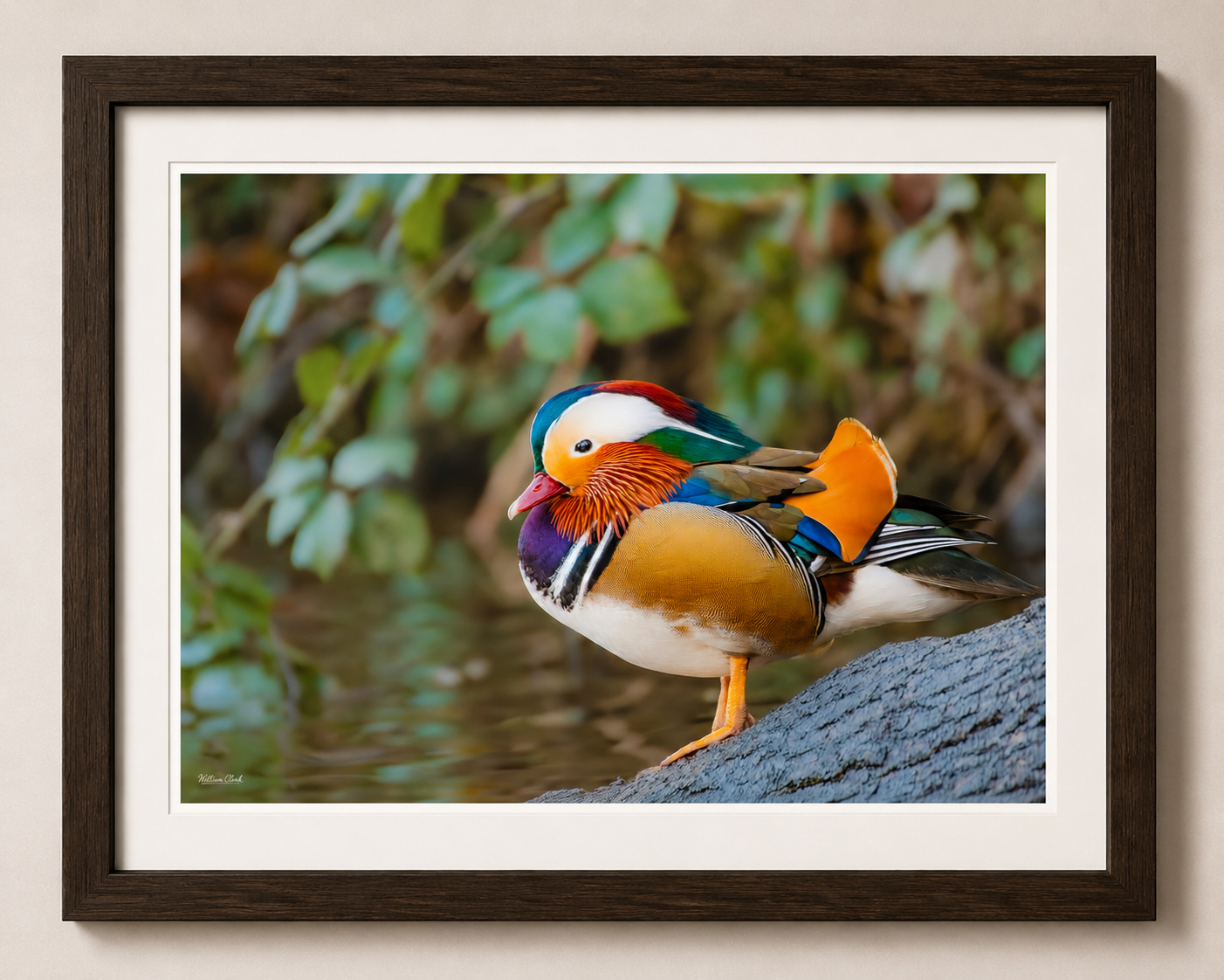 Mandarin Duck (Framed).png