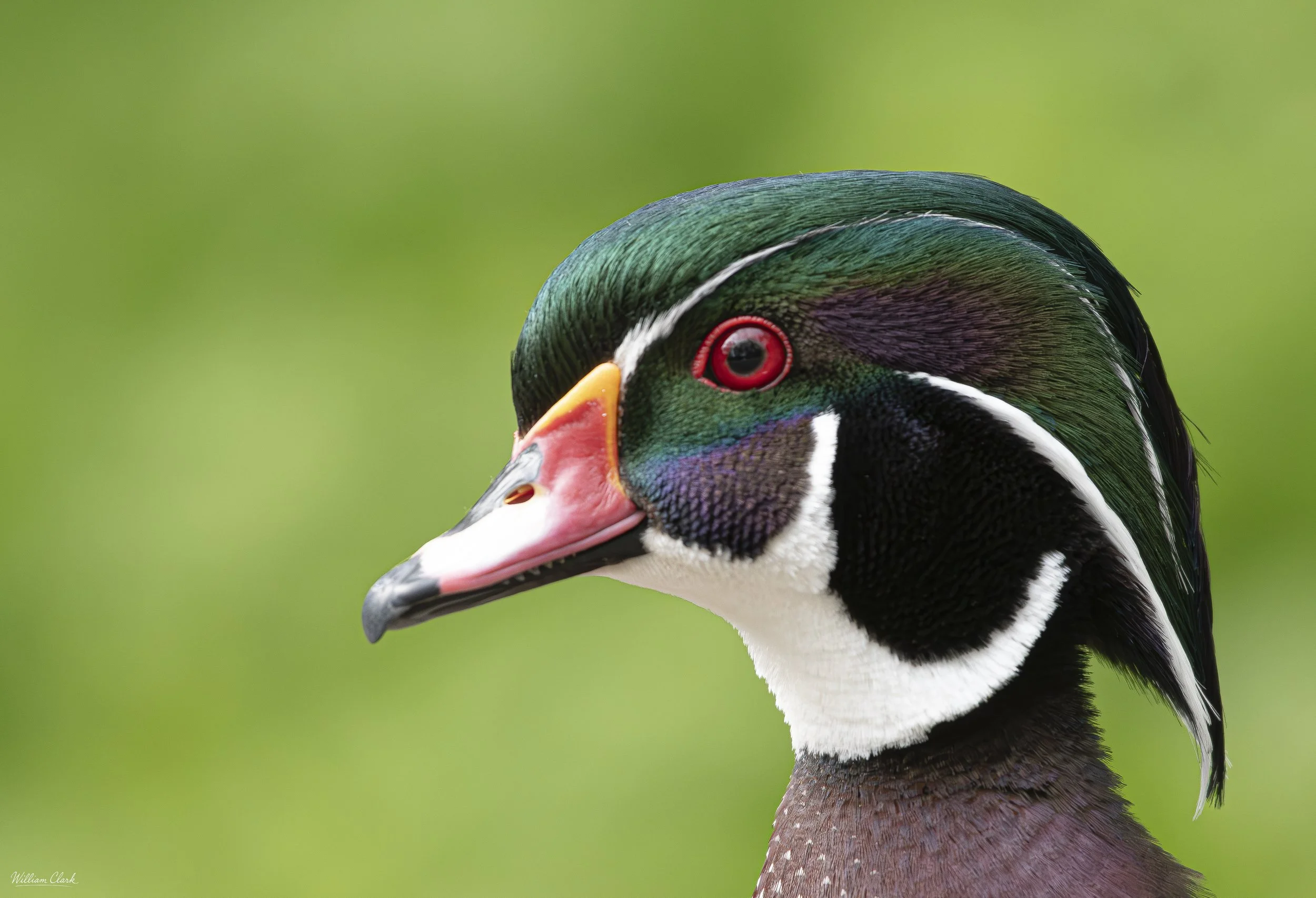 Wood Duck .jpg